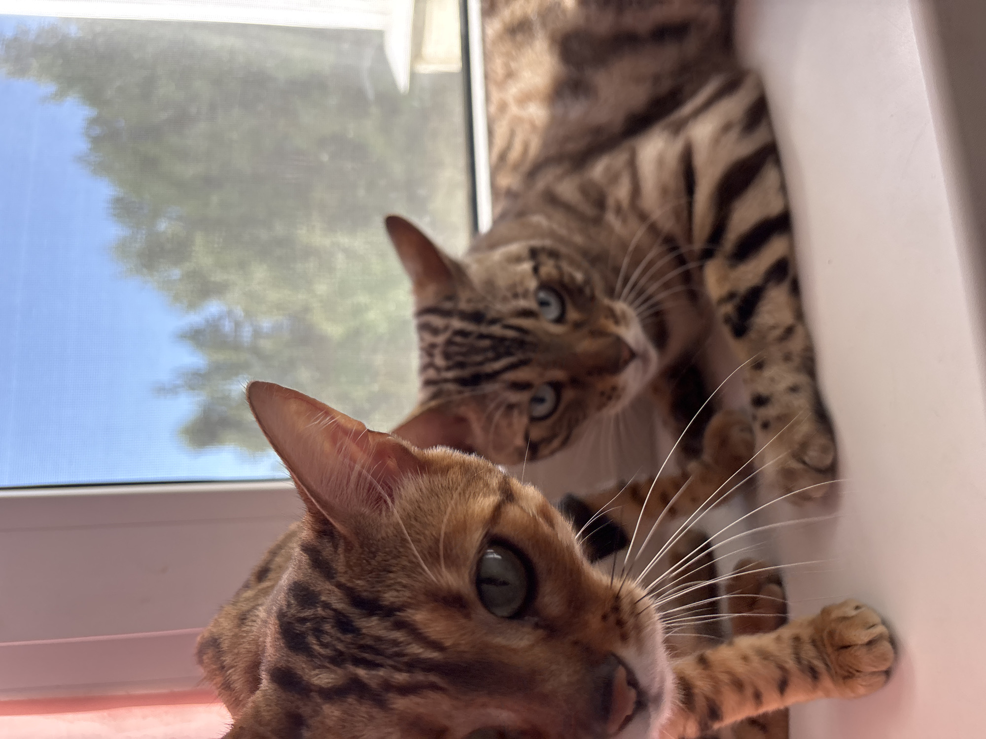 Two Bengal cats are positioned on a white surface in front of a window. The cat in the foreground, on the left, is facing the camera with its head tilted slightly to the right. It has bright green eyes and a pink nose. Its fur is a mix of orange and brown with distinct black spots and stripes. The cat on the right is lying down, facing towards the camera but with its head turned slightly to the left. It has blue eyes and its fur also displays the characteristic Bengal markings. Through the window, a blurred view of green trees and a bright blue sky is visible. The scene appears to be indoors, possibly on a windowsill. The location is stated to be Noviy, Russia, though there are no specific visual cues in the image to confirm this.