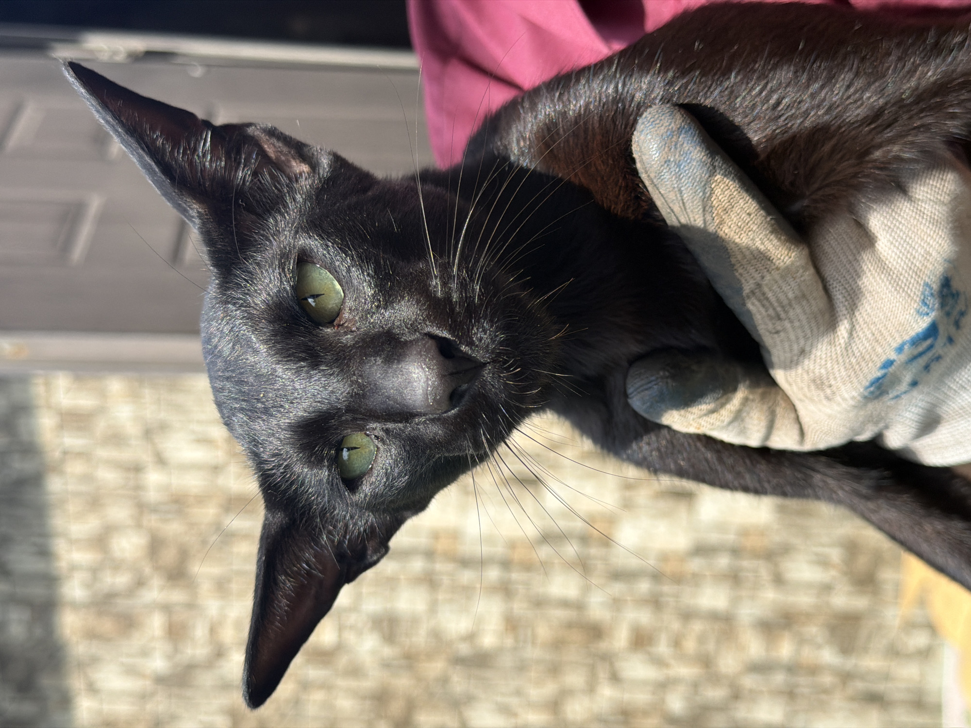 A black Oriental Shorthair cat with striking green eyes is held by a gloved hand in front of a textured wall and a doorway. The cat's large, pointed ears are a prominent feature. The scene appears to be outdoors, possibly in a residential area, with the bright sunlight creating strong shadows and highlighting the cat's sleek coat. The background suggests a simple urban setting, possibly within Novosibirsk, Russia, given the architectural style of the doorway and the textured wall, which is reminiscent of some residential building facades found in the region. The cat's direct gaze towards the camera indicates it is aware of the observer. The gloved hand suggests an interaction, possibly for handling or examination of the animal.