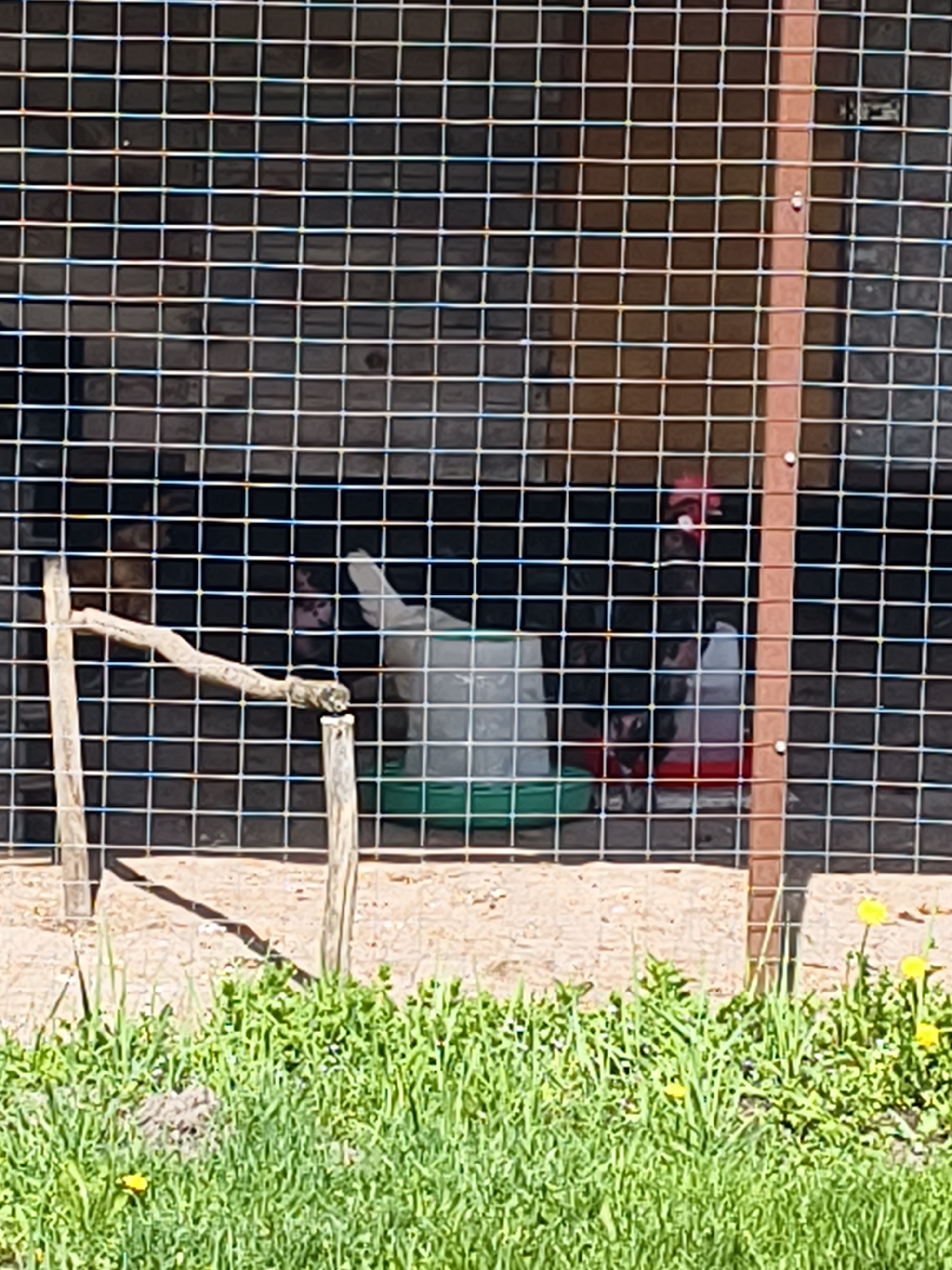 A close-up shot shows a chicken coop, likely located in Абрамово, Russia. The foreground displays green grass with some yellow flowers. The coop itself is constructed of wire mesh and wooden posts. Inside the coop, there are several chickens, with one predominantly white one being the most visible. A white plastic waterer with a green base sits in the center. A wooden perch runs along the left side of the coop. The ground inside the coop is dirt.