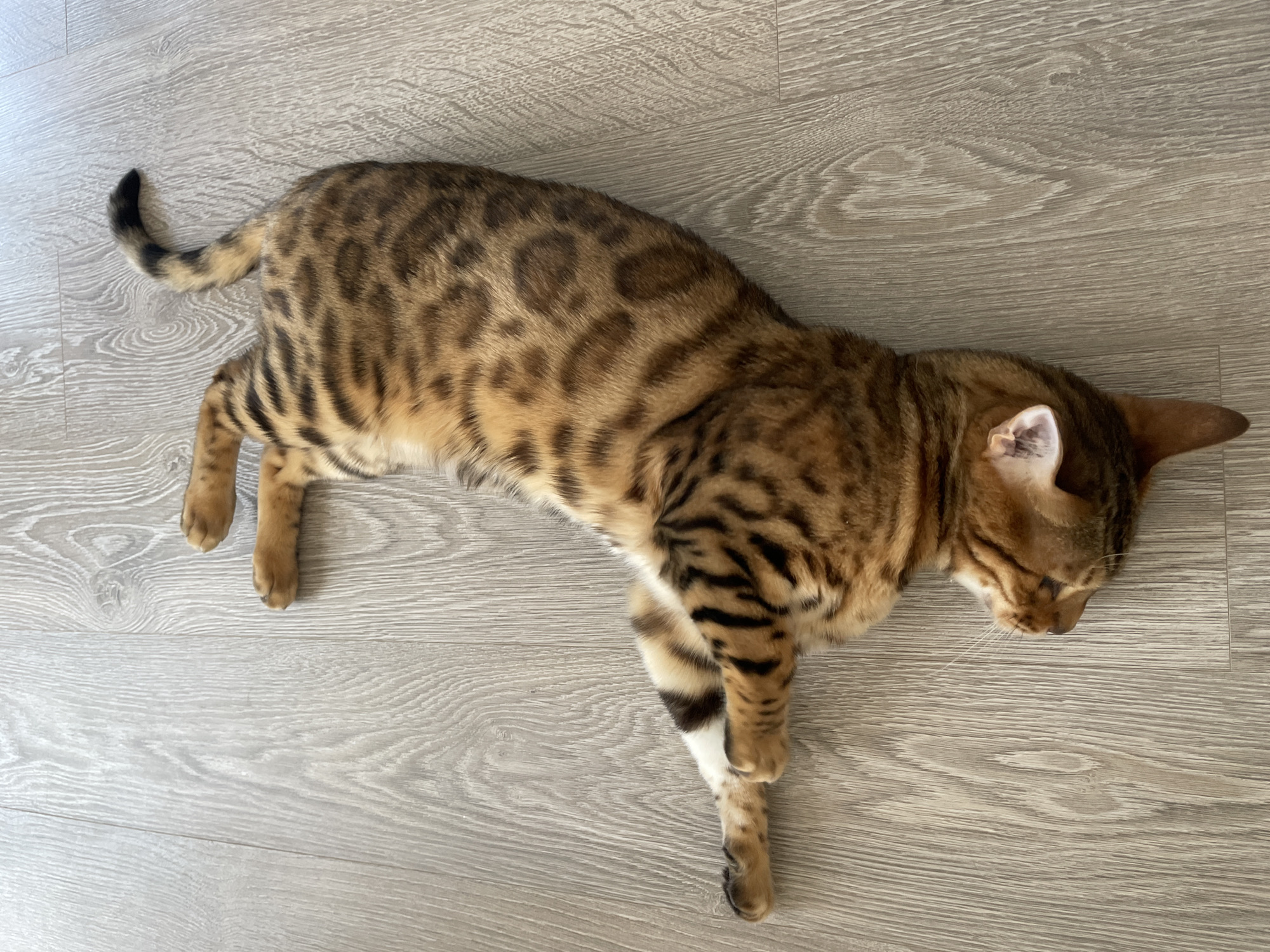 A Bengal cat is lying on its back on a wooden floor. The cat's eyes are closed and its head is tilted to the side. Its paws are outstretched and its tail is curled up over its body. The cat's fur is a mix of brown, black, and tan, with distinctive spots and stripes. The wooden floor has a light gray finish and shows a wood grain pattern.