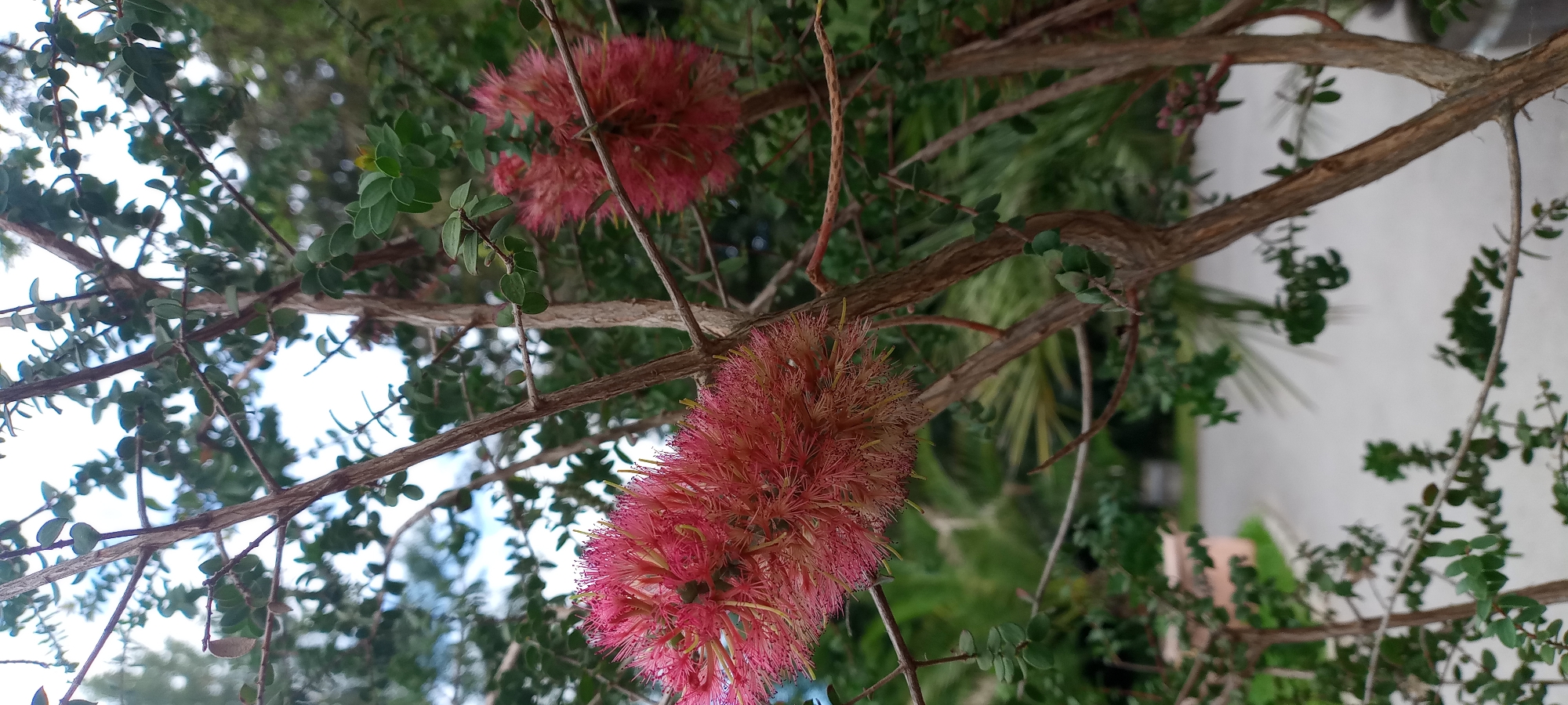 This is a close-up, vertical, outdoor, full shot image of two fluffy, pink bottlebrush-like flowers on a tree. The flowers are in focus and occupy the foreground and midground. The leaves of the tree are small, oval, and dark green, with some appearing to be slightly water-spotted. The branches are thin, brown, and twiggy. In the background, out of focus, is a paved road, some green foliage, and a hint of a building. The sky is visible in the upper portion of the image, appearing cloudy and bright. The image was taken in Dortmund, Germany.