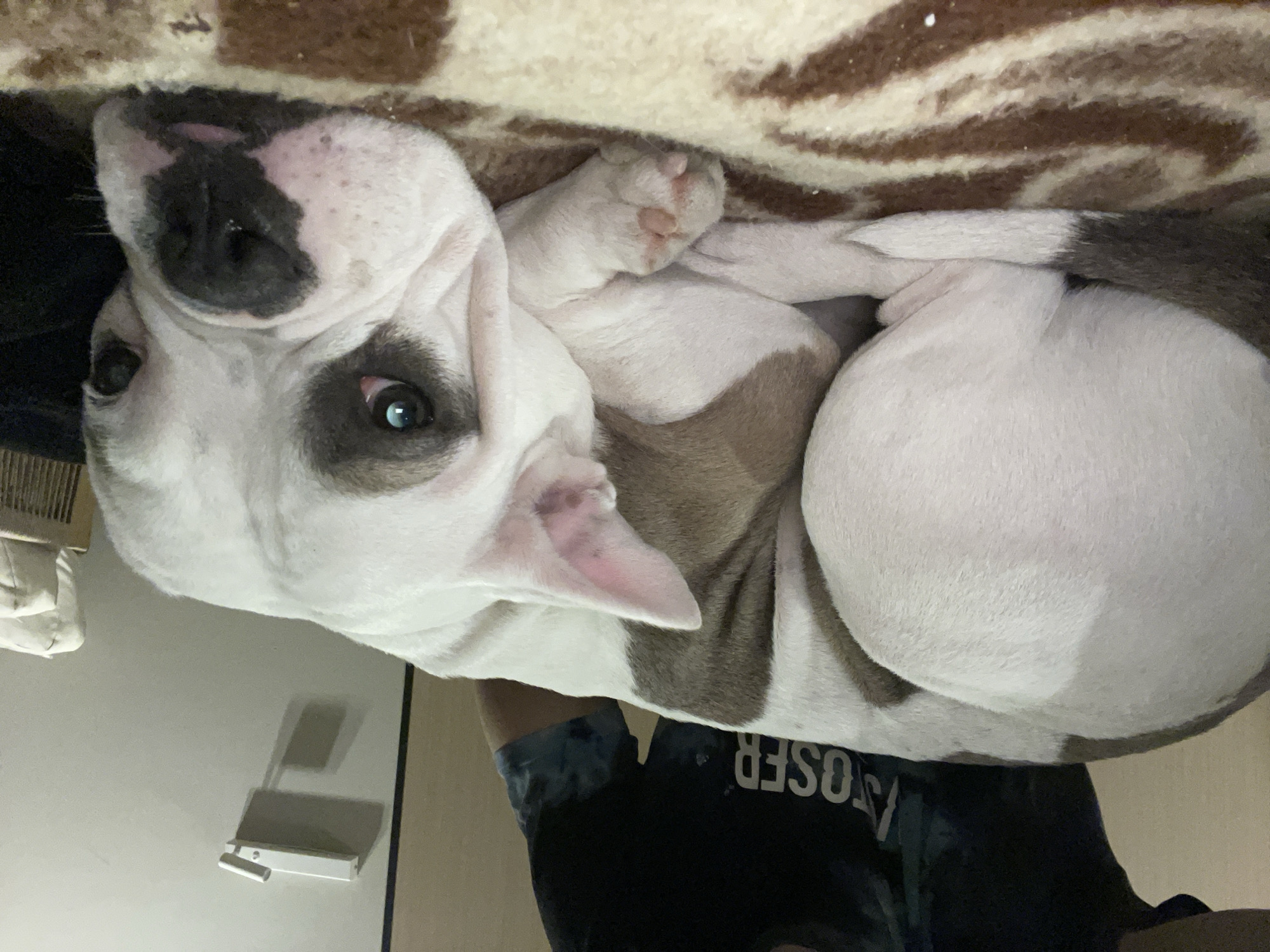 The image shows a white and grey puppy lying on its back, with its head upside down. The puppy's body is curled up. The puppy is resting on a brown and white blanket. A person is holding the puppy; only the person's torso is visible, wearing a black shirt with white lettering that reads "LOSER". A white wall with a wall-mounted object is in the background. The location is not discernible from the image.