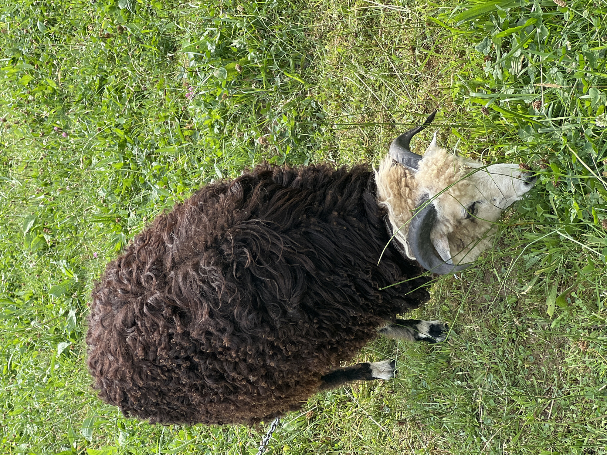 A black sheep with tightly curled wool is grazing in a green grassy field. The sheep has a white face and horns. The background is a lush, green meadow with various types of grass and some small wildflowers. The image appears to have been taken outdoors on a sunny day. The specific location within the city of Yaremche, Ukraine cannot be determined from the image alone.