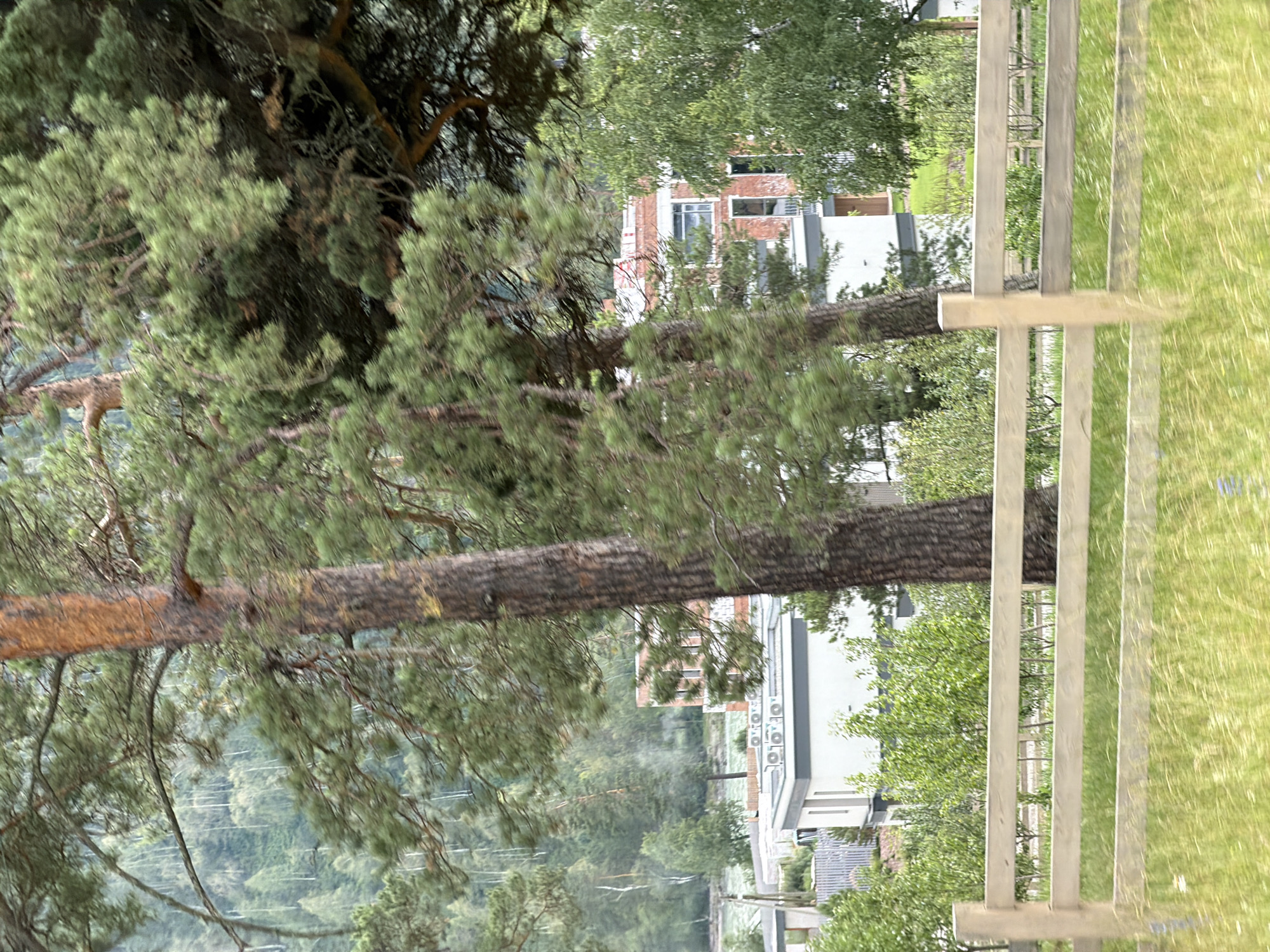 The image captures a scene in Cheposh, Russia, with a focus on a large pine tree whose trunk and branches dominate the foreground. The tree is lush with green needles, and its trunk is a textured brown. Behind the tree, a modern building with white and brick sections is visible, featuring multiple windows. Several air conditioning units are mounted on the exterior wall of the building.
In the background, a dense forest covers rolling hills, suggesting a natural and somewhat rugged landscape. To the right of the image, a wooden fence or railing with vertical posts runs parallel to the foreground, bordering a neatly mown grassy area. The lighting suggests it is daytime, likely late afternoon or early evening due to the soft light and shadows. The overall mood is tranquil and serene, with the natural environment and the modern structure coexisting. No people are visible in the frame.