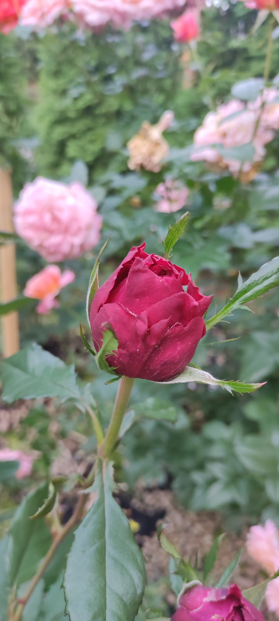 In the city of Rosinka, Russia, a close-up, vertical shot captures a deep red rosebud with delicate green sepals. The rosebud is the primary subject, its velvety petals tightly furled, hinting at the bloom to come. A slender green stem, adorned with small, sharp thorns, supports the bud and branches out to reveal several deep green leaves, their edges finely serrated.
In the background, the scene softens into a gentle bokeh of soft pink and lighter red rose blooms, interspersed with lush green foliage. Some of these background roses appear to be fully open, while others are in various stages of development. The overall impression is one of a flourishing garden, with the central rosebud promising future beauty amidst a vibrant floral display. The lighting is diffused, suggesting an overcast day or shade, which enhances the rich, deep color of the main subject. The ground beneath the roses is not clearly visible, but a textured, earthy tone suggests soil or mulch. The image evokes a sense of tranquility and the natural beauty of a garden setting.