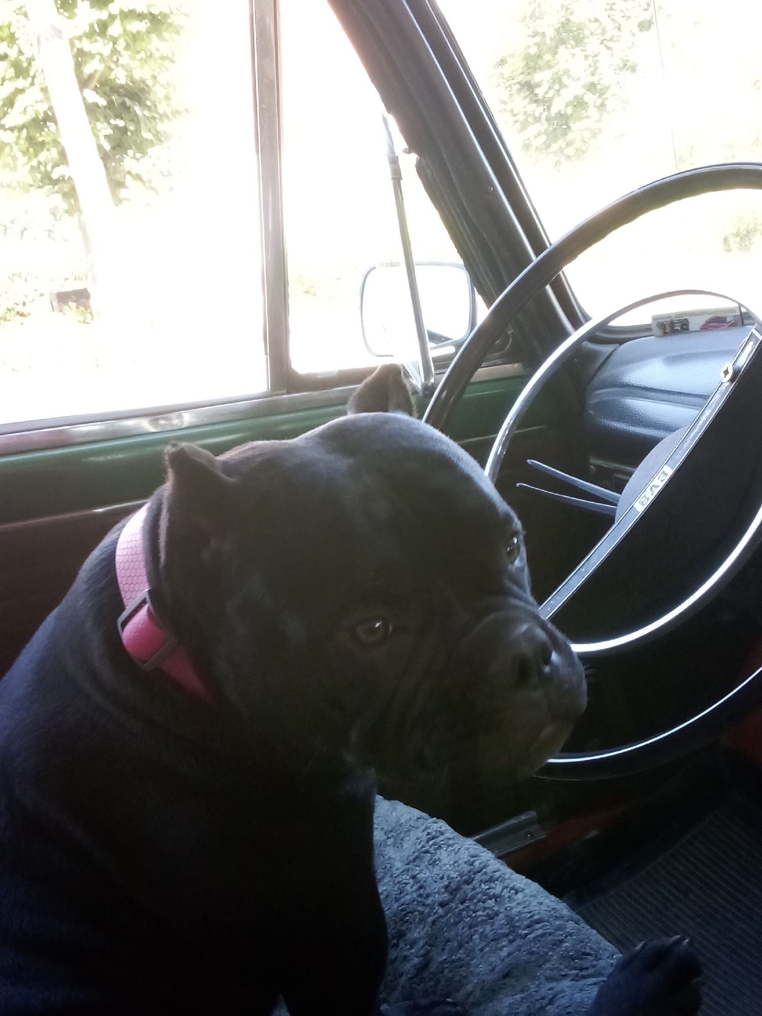 In Chemerivtsi, Ukraine, a black dog with a pink collar sits in the driver's seat of a car. The dog's head is turned towards the viewer, with its face partially obscured by the steering wheel. The steering wheel is black and chrome, and the dashboard is visible. The interior of the car appears to be dated. Outside the car, trees and sunlight can be seen through the windows, suggesting a bright, possibly warm day.