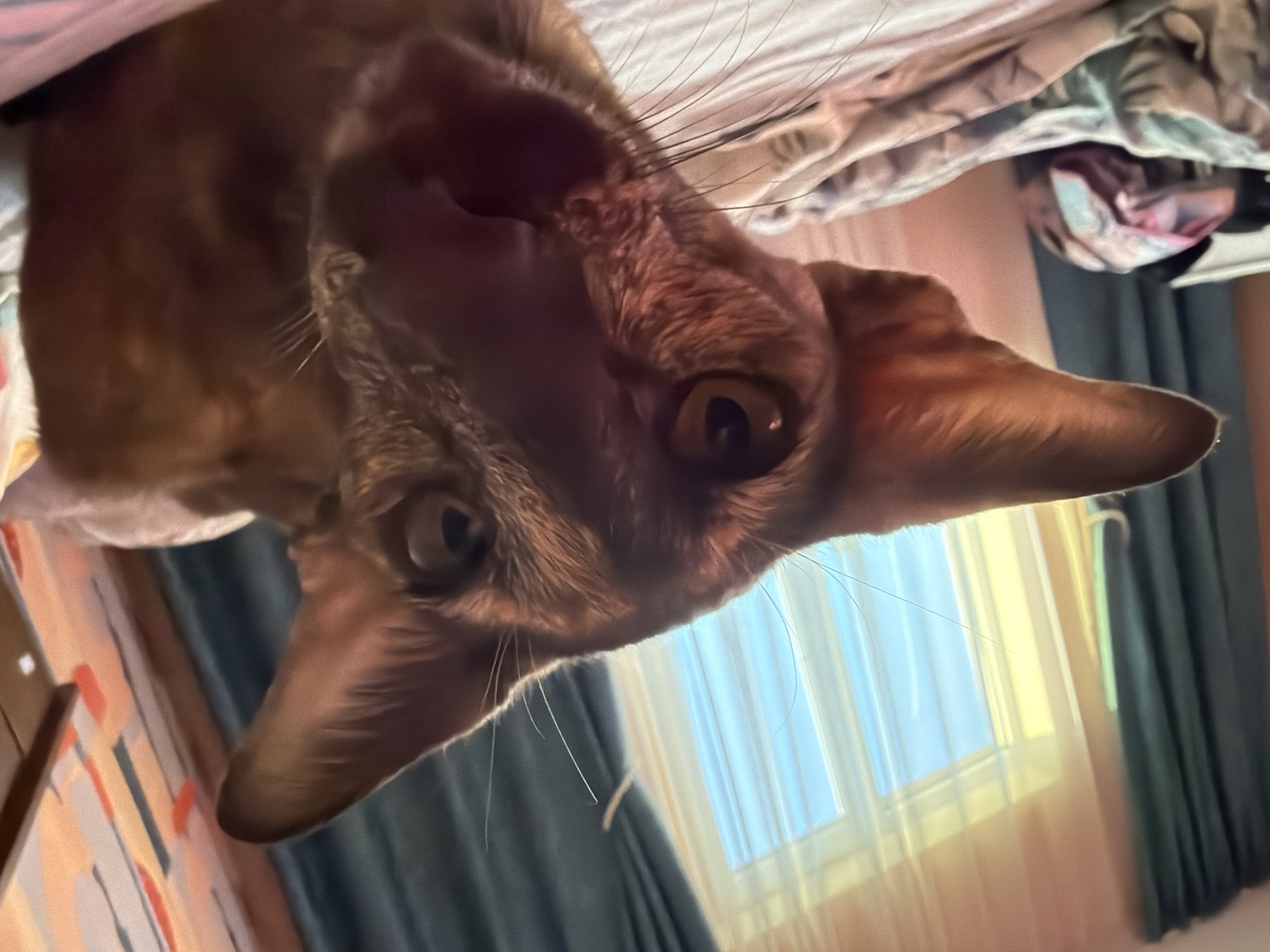 A brown Oriental Shorthair cat's face, seen from a low angle, is the primary subject. The cat is indoors, situated near a window and curtains. The window is partially covered with a semi-transparent curtain, while a heavier drape in a blue-gray hue hangs beside it. The setting appears to be a residence. A bed is present, with sheets and a blanket. The cat's whiskers are prominent. No people are directly visible. There is no definitive information to place this at Chaikovsky, Russia.