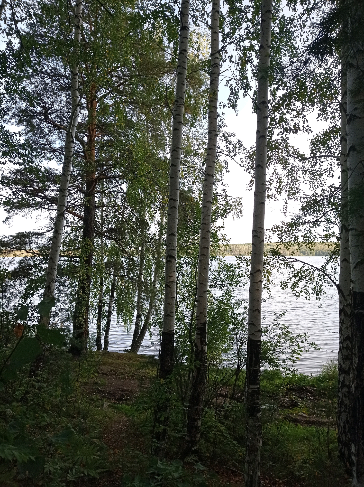 The image depicts a serene natural landscape near the city of Degtyarsk, Russia, with a focus on a body of water framed by a dense forest. In the foreground, several tall birch trees with characteristic white and black bark stand prominently, their branches reaching towards the sky and casting shadows. The forest floor is covered with lush green vegetation, including various shrubs and plants, and a narrow dirt path winds through the undergrowth. The middle ground reveals the calm surface of a lake or river, its water reflecting the overcast sky. In the background, a distant treeline marks the edge of the opposite shore, creating a sense of depth. The overall atmosphere is tranquil and natural, suggesting a secluded spot within a forested area adjacent to a body of water. There are no people or animals visible in the scene.