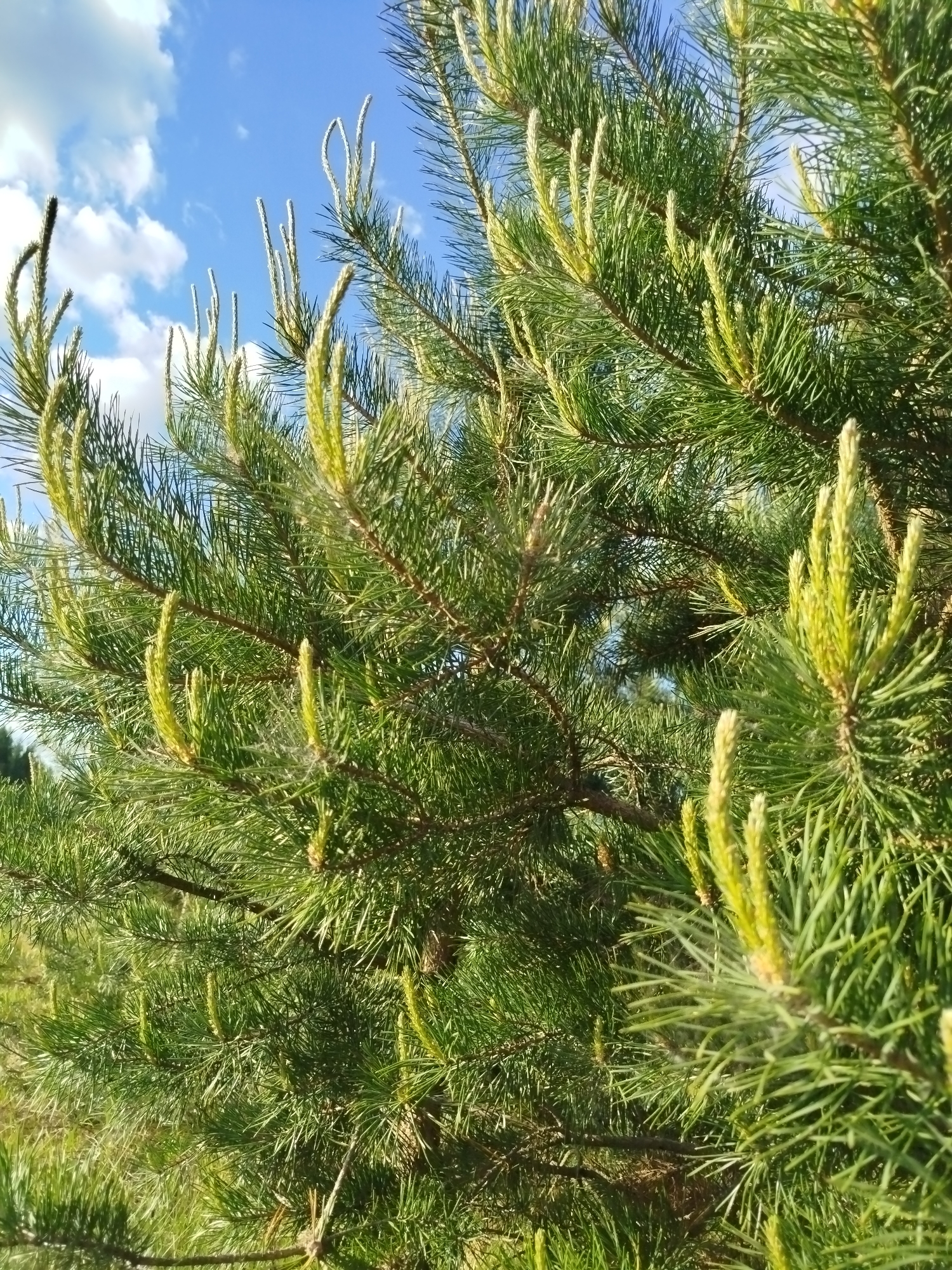 The image shows a close-up of a pine tree with new growth shoots. The needles are a vibrant green, and the new shoots have a lighter, yellowish-green hue. The sky is visible in the background, showing a clear blue with scattered white clouds. The image was taken outdoors in Заречье, Russia. There are no people visible in the image.