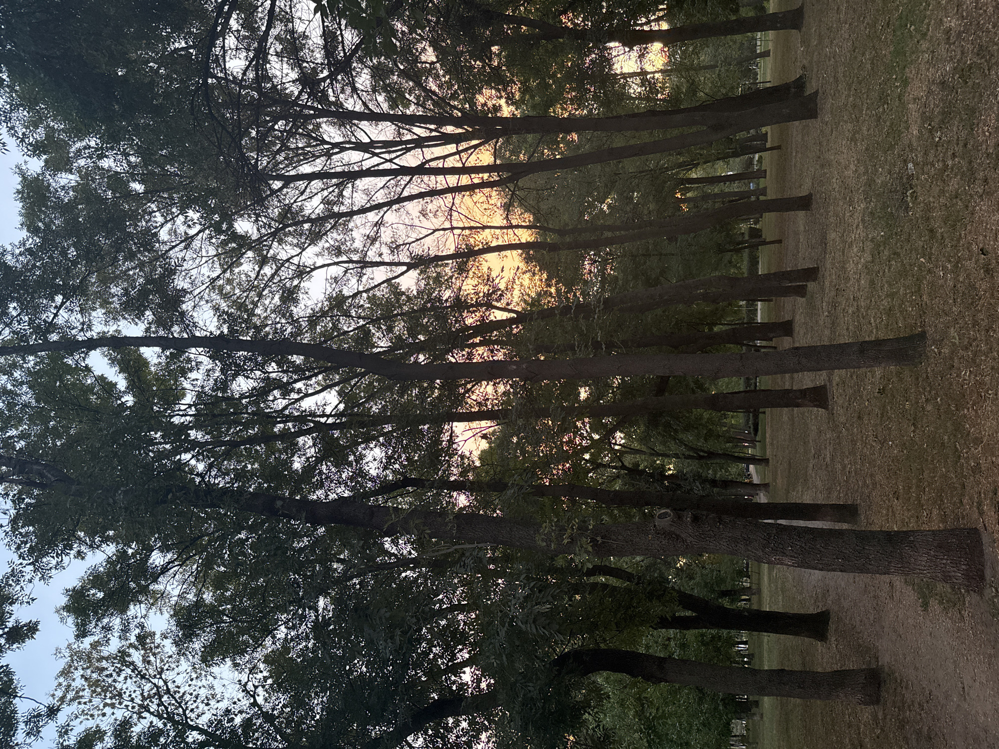 The image depicts a park scene with numerous trees, some of which are bare of leaves, silhouetted against a twilight sky. The sky displays a gradient of colors, ranging from a pale blue at the top to warm oranges and pinks near the horizon. The ground is covered in dry grass and fallen leaves, and a dirt path winds through the trees. In the background, other trees and some distant structures are visible. The scene is devoid of people. This appears to be a natural setting within a city, possibly Zaporizhzhia, Ukraine, given the context.
