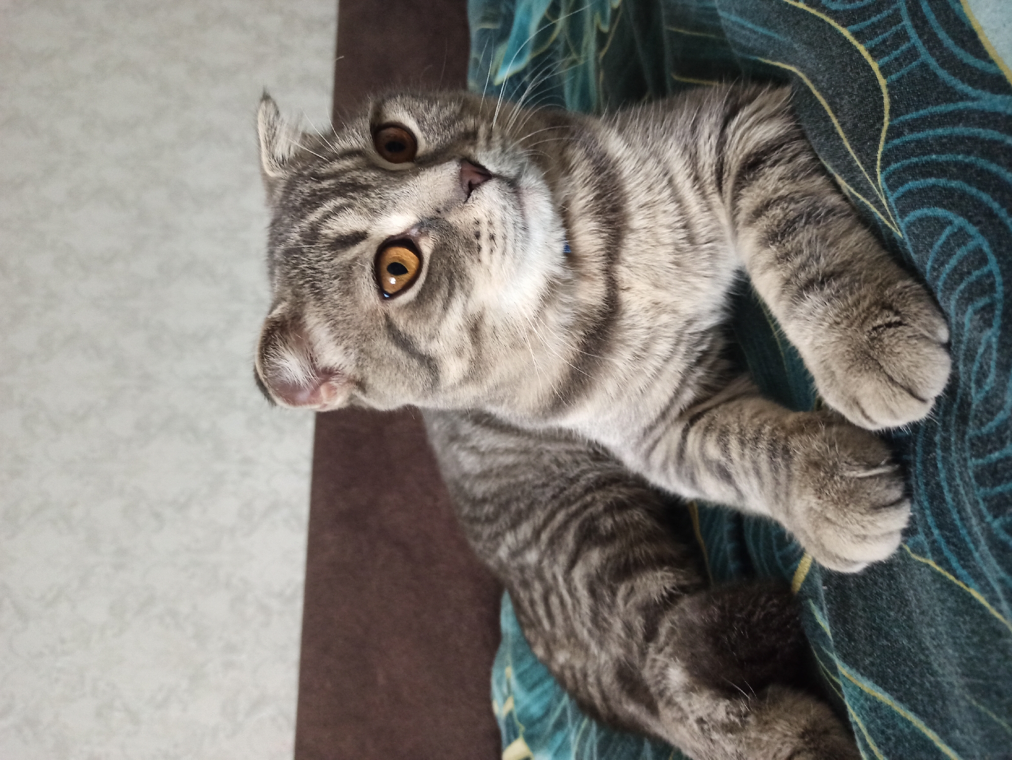 A tabby cat is lying on a dark teal and yellow patterned blanket. The cat is predominantly gray with dark gray stripes and amber eyes. Its paws are resting on the blanket. A patterned cream-colored surface is visible in the background on the left side. The image is rotated slightly, giving a tilted perspective. No people or specific city features related to Balashov, Russia, are discernible.
