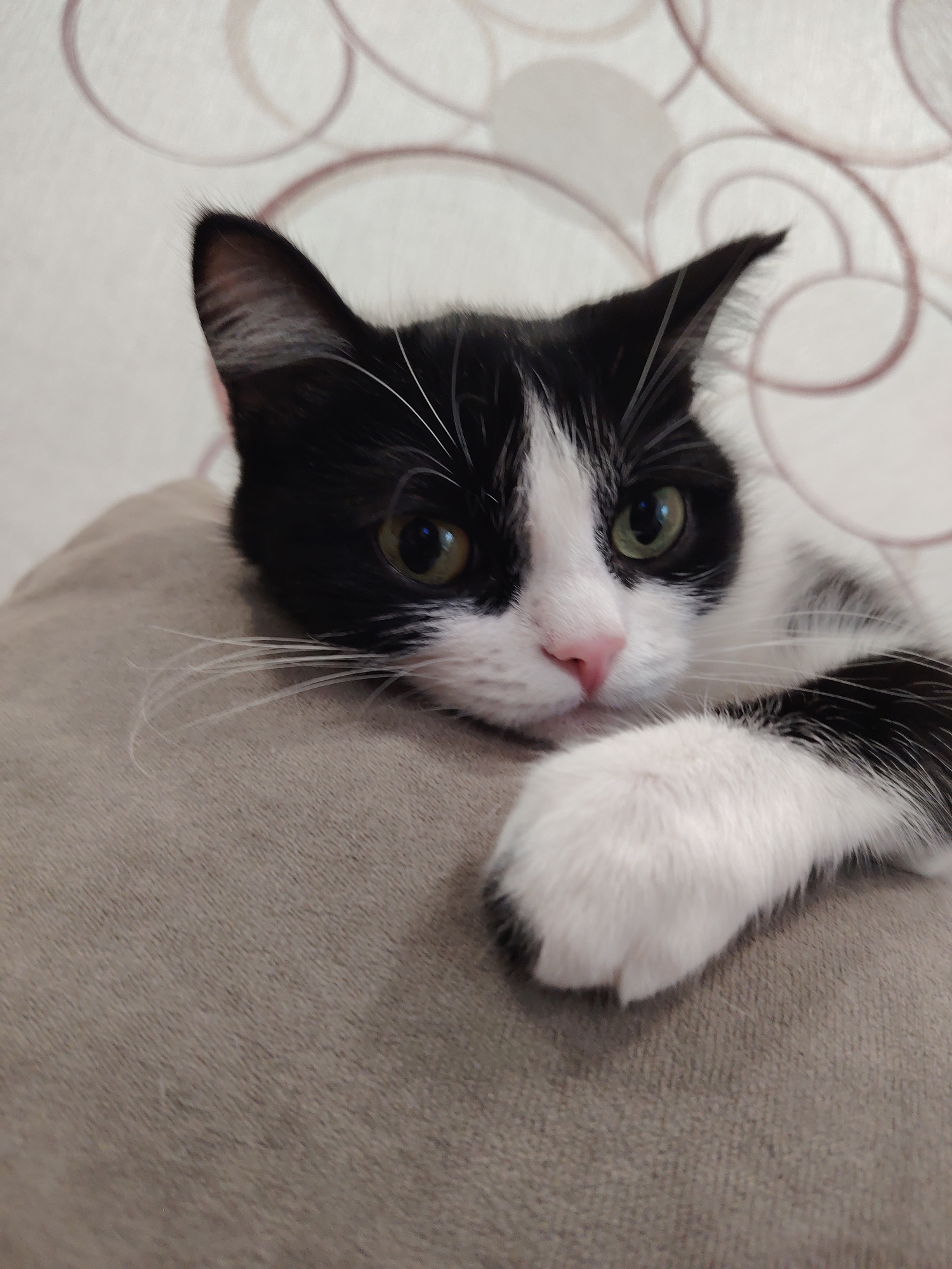 A close-up photograph depicts a black and white cat lying on a tan cushion. The cat has green eyes and a pink nose. The background is a light-colored wall with a faint, swirly pattern. The location is Unknown, Unknown.