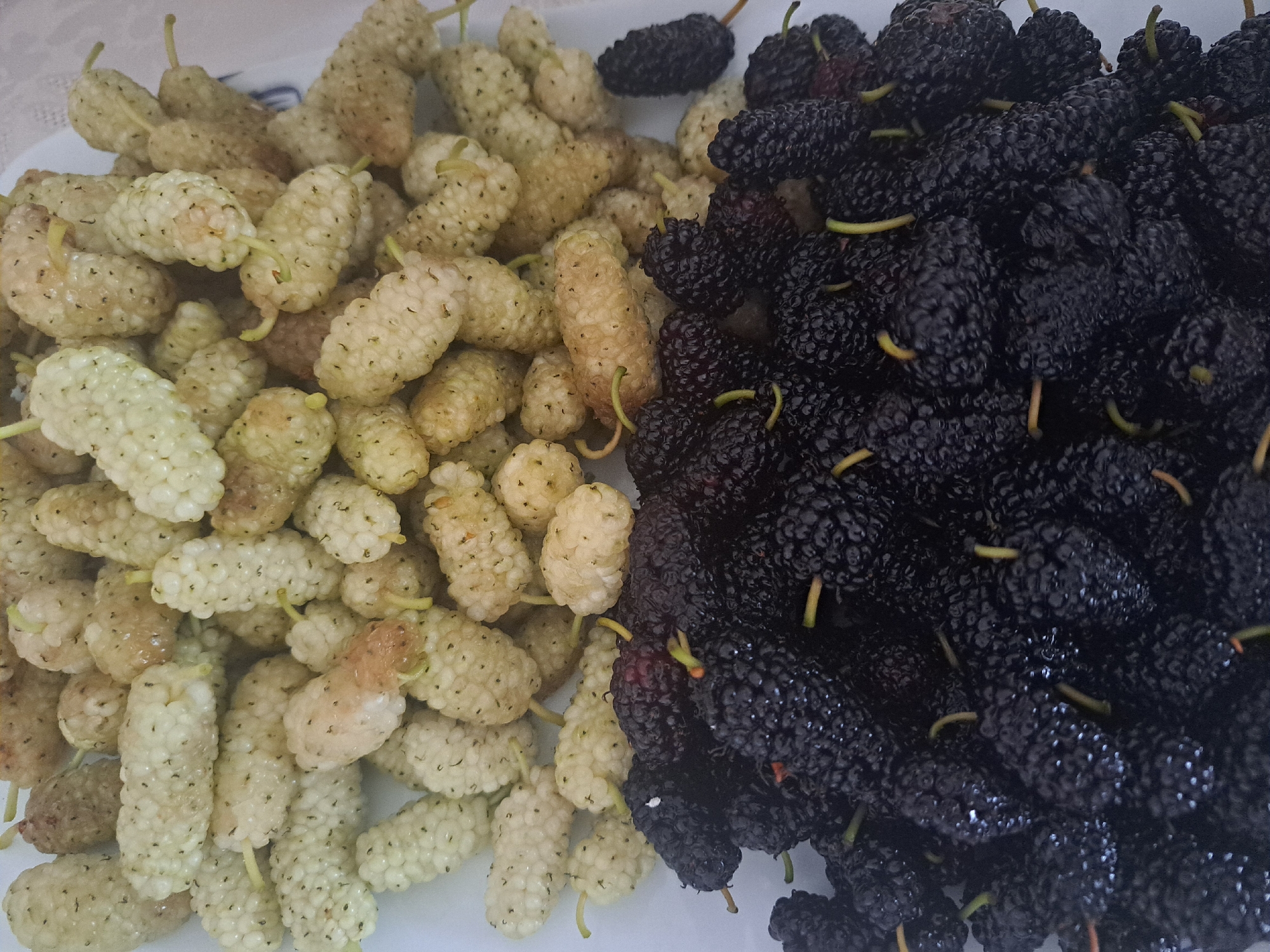 This image, captured in the city of Artik, Armenia, displays an overhead view of a substantial quantity of fresh mulberries arranged on a white surface. The upper half of the frame is densely populated with white to pale cream-colored mulberries, characterized by their segmented appearance and the presence of small, light green or yellowish stems. The lower half of the frame contains an equally dense aggregation of dark purple to black mulberries, which also exhibit a segmented texture and similar small stems, appearing moist. The mulberries are distinctly separated by color into two large piles on the surface.