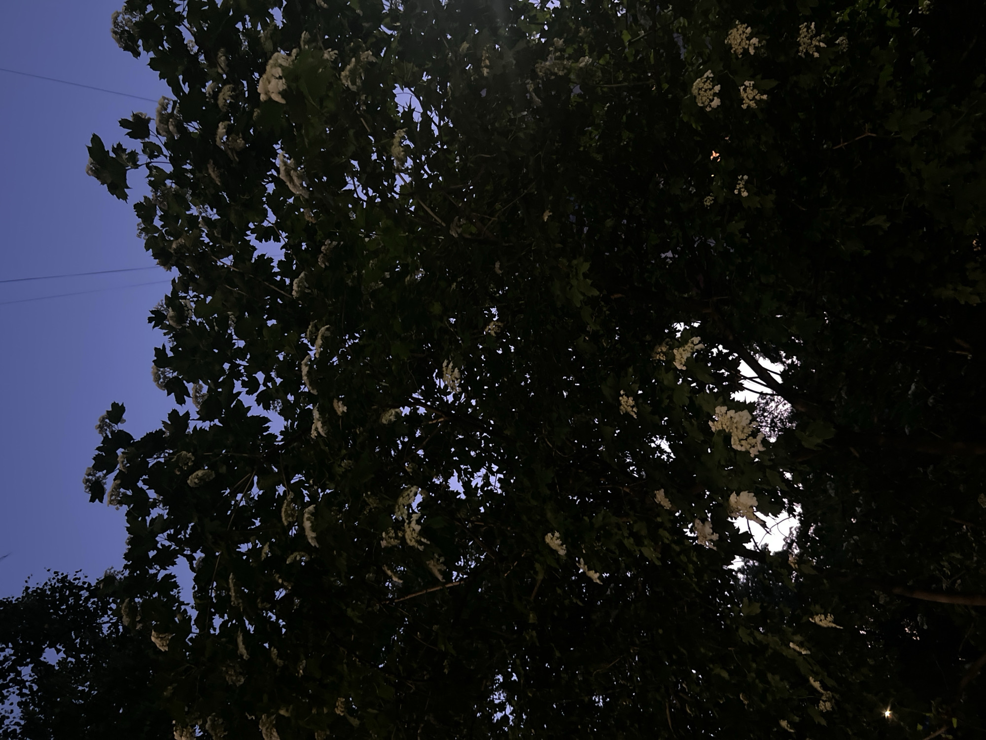 This image, captured in the city of Unknown, Russia, depicts a dense tree canopy viewed from below at twilight. The sky, visible through gaps in the foliage, is a deep purplish-blue. The tree's leaves are dark green, appearing almost black due to low light, while numerous clusters of light-colored (likely white or cream) flowers are distributed throughout the branches. Faint, thin power lines are discernible against the sky in the upper right quadrant. A distinct point of artificial light, possibly from a streetlight, is visible in the lower-left corner, and a fainter orange glow appears in the bottom-right. No individuals, animals, or specific actions are observable within the frame.