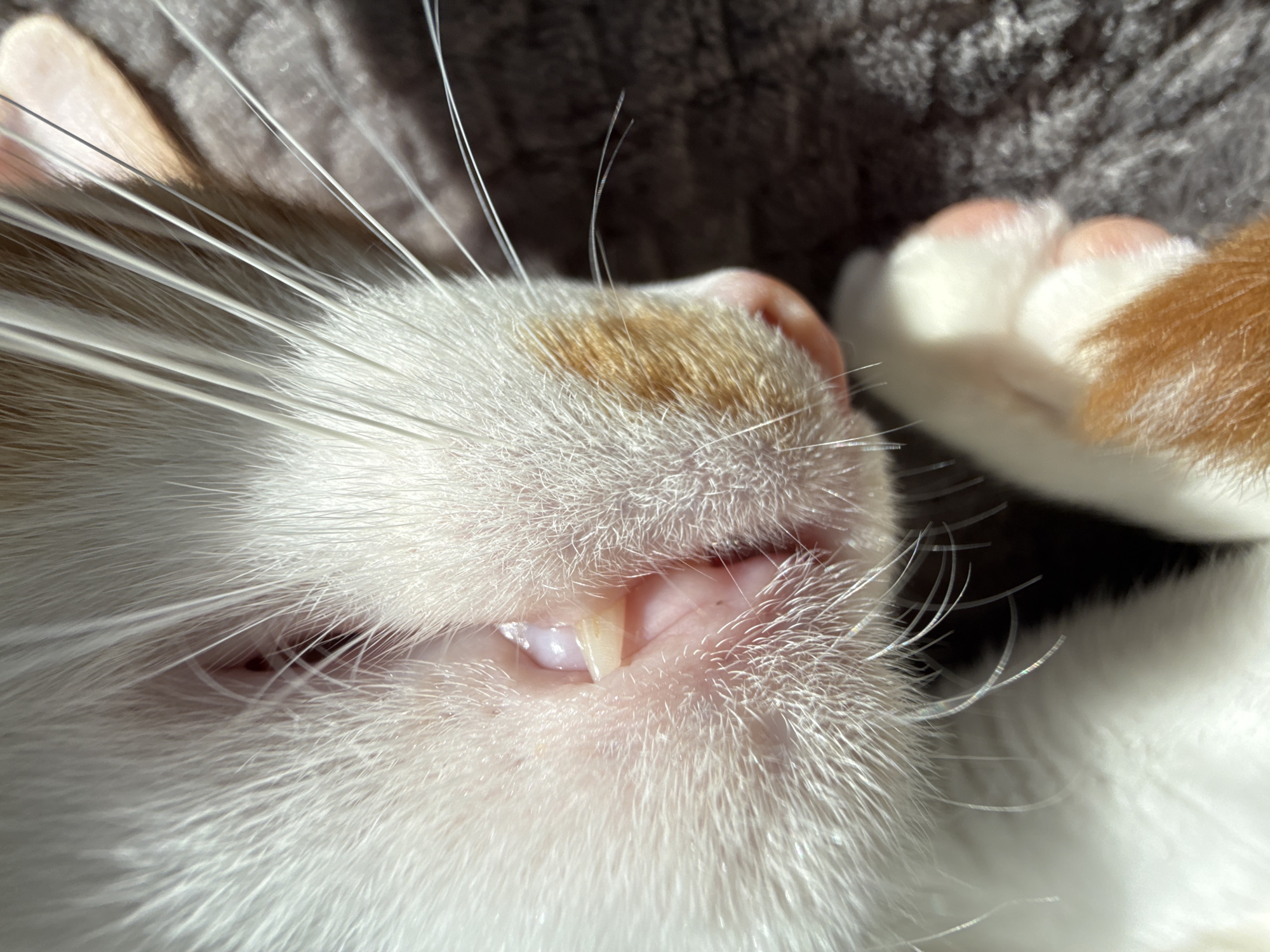 Close-up view of a sleeping cat's face and paw. The cat's fur is primarily white with patches of orange. Visible features include whiskers, nose, teeth (a single prominent incisor is showing), and a paw with pink toe beans. The cat is lying on a soft, textured surface. The location in the city of Bar, Montenegro is not discernible from the image.