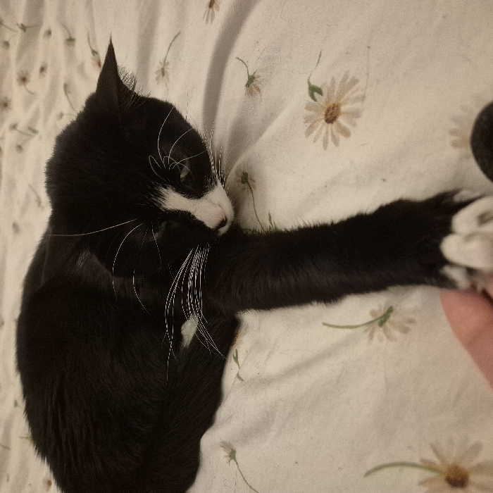 The scene depicts an indoor environment in Strasbourg, France. A black and white domestic cat, displaying white markings on its muzzle, chin, chest, and front paws, is positioned on a white bedsheet adorned with a repeating pattern of light brown and green daisy-like flowers. The cat is lying on its left side, with its head slightly raised and angled towards the lower right of the frame. Its left front paw is extended into the lower center, where a light-skinned human hand, visible as an index finger and thumb, is gently grasping the cat's paw. The area is illuminated by soft, ambient lighting.