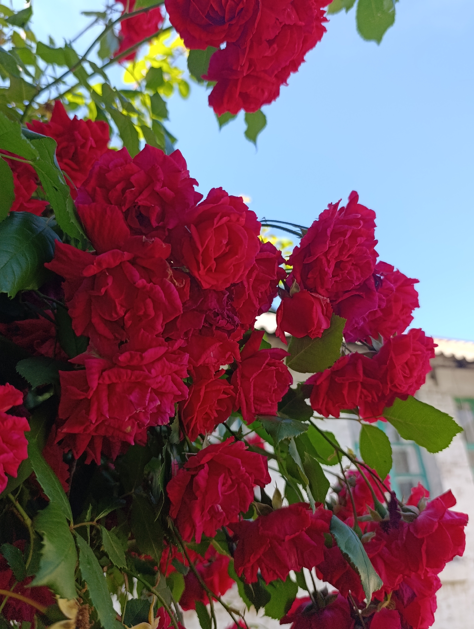 A close-up, upward-facing shot captures a cluster of vibrant red roses against a clear blue sky. The roses are in full bloom, with many layers of delicate petals, and appear to be part of a climbing rose bush. Lush green leaves are interspersed among the blossoms, some catching the sunlight and appearing a brighter yellow-green. The overall impression is one of a warm, sunny day, likely outdoors in a garden or yard. The soft focus of the background, which includes a hint of a building with a white roof and a greenish-blue window frame, suggests a casual, natural setting rather than a staged photograph. The scene evokes a feeling of natural beauty and abundance, with the rich red of the roses standing out against the bright sky. There is no visible text in the image.