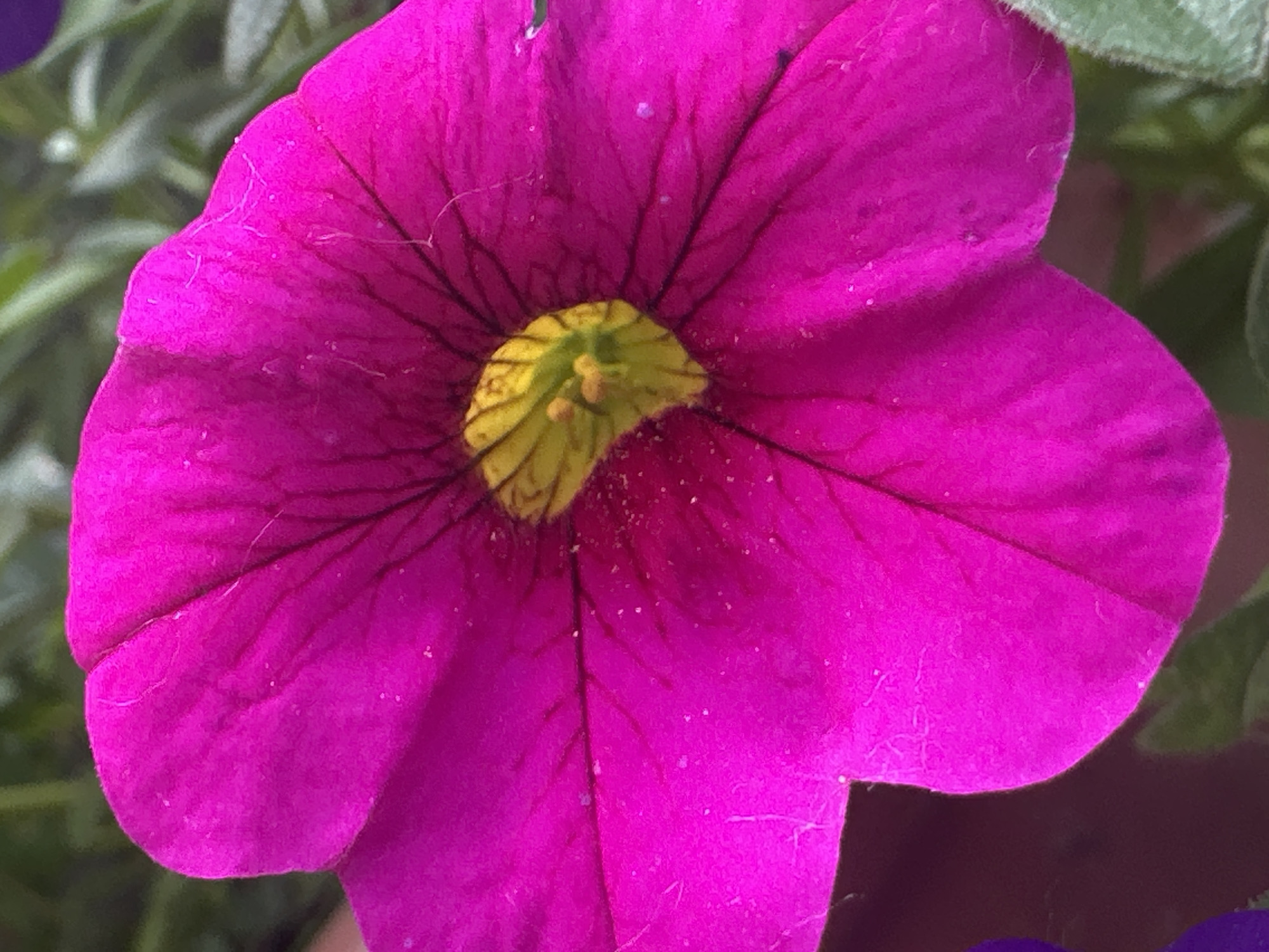 This is a close-up, high-angle, full-frame photograph of a bright magenta petunia flower. The flower is in focus, with its vibrant petals filling the entire frame. The center of the flower displays a yellow and green throat with visible yellow stamen. Fine, dark lines, likely veins, radiate from the throat across the magenta petals. Scattered across the petals are small, white speckles, possibly pollen or dust. The background is softly blurred, showing hints of green foliage and a dark, shadowy area on the lower left. There is no discernible location in Łódź, Poland, or any indication of human presence or activity in this image.