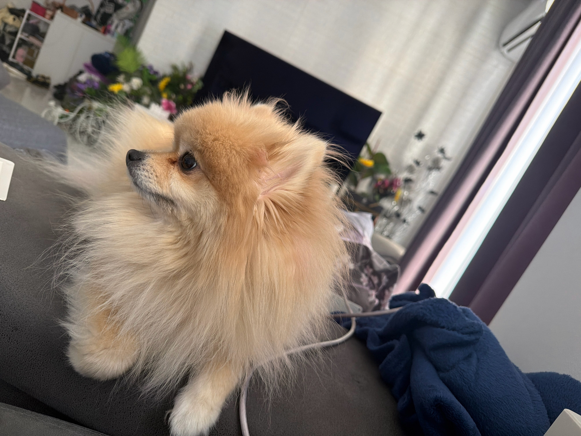 A light-colored Pomeranian dog with fluffy fur is lying on a dark gray couch. The dog is looking to the left of the frame. In the background, there is a blurry shelf unit with items on it, a dark rectangular object, possibly a television, and a window with light-colored blinds and dark curtains. A blue blanket is draped over the couch to the right of the dog. The scene appears to be indoors in a residential setting.