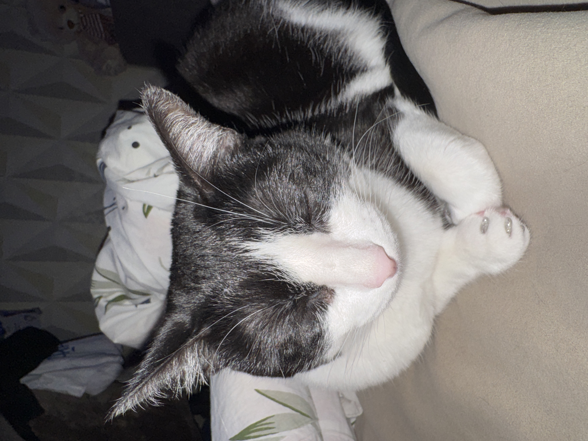 A black and white cat is sleeping on a beige couch. The cat's head is at the top of the frame, with its pink nose facing the viewer. Its front paw rests near its head. The cat is on top of patterned bedding. The location and city of Chaikovsky, Russia is not identifiable in the image.