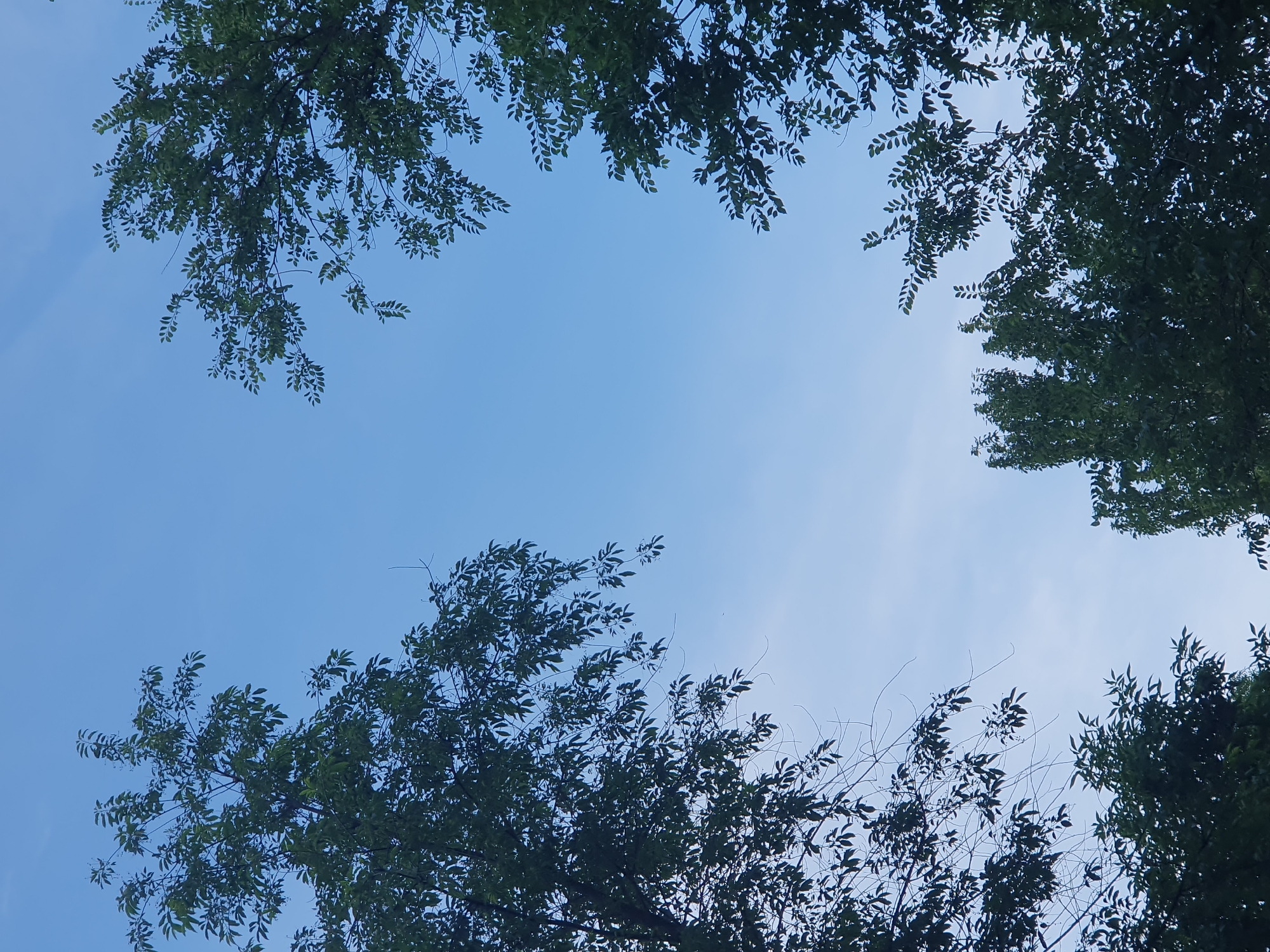 An outdoor, upward-facing, medium shot captures a clear blue sky with scattered wisps of white clouds. Dark green foliage from the tops of trees frames the sky from the left, right, and bottom edges of the frame. The trees are out of focus, indicating the focus is on the sky.