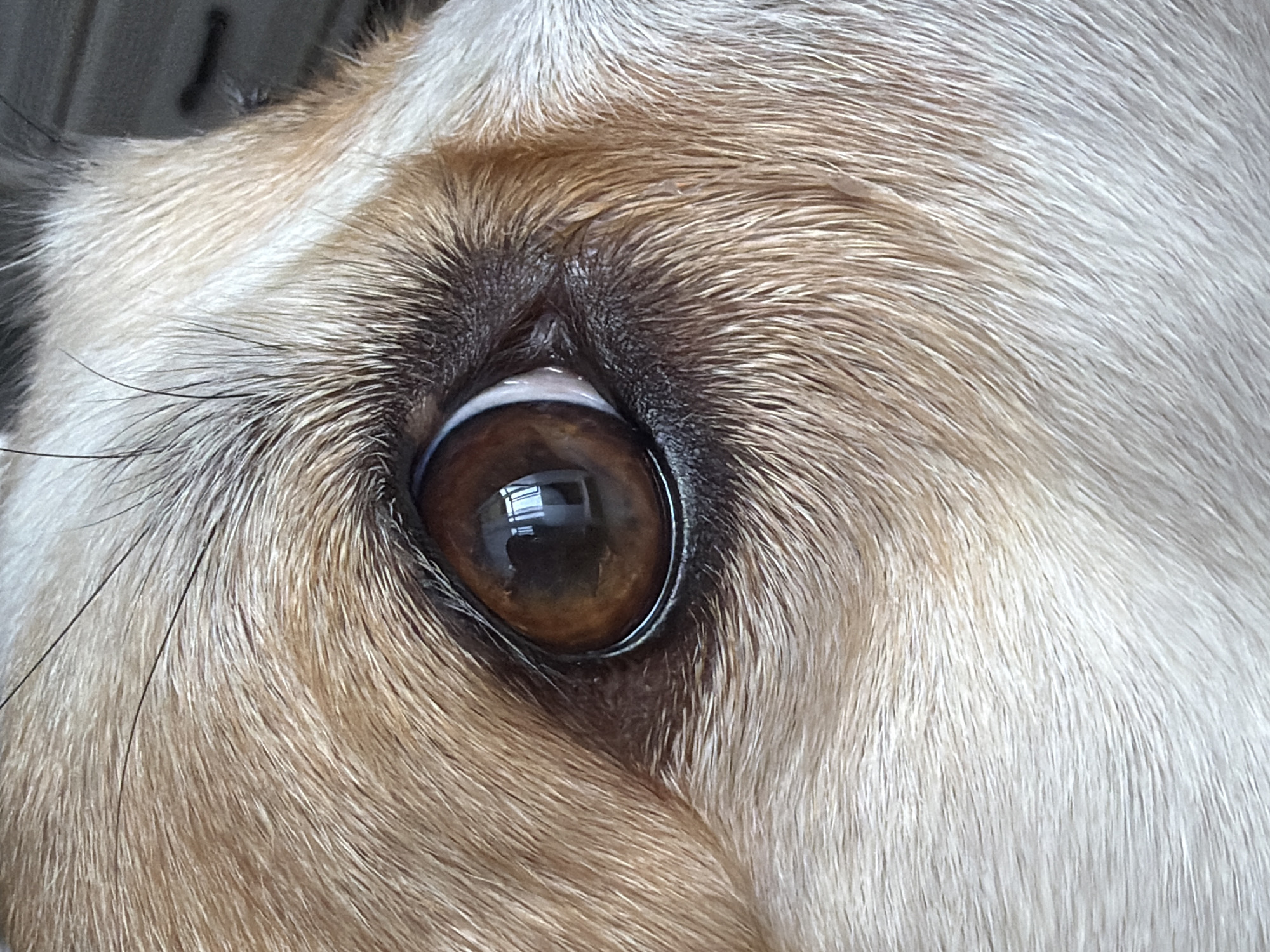 A close-up, eye-level shot focuses on the eye of a dog. The iris is a deep brown, with lighter brown tones and dark speckles. A reflection of a window frame is visible in the pupil. The dog's fur is visible around the eye, with shades of tan and white. The background is blurred, but appears to be an indoor setting. There is no indication of the city of Chaikovsky, Russia in this image.