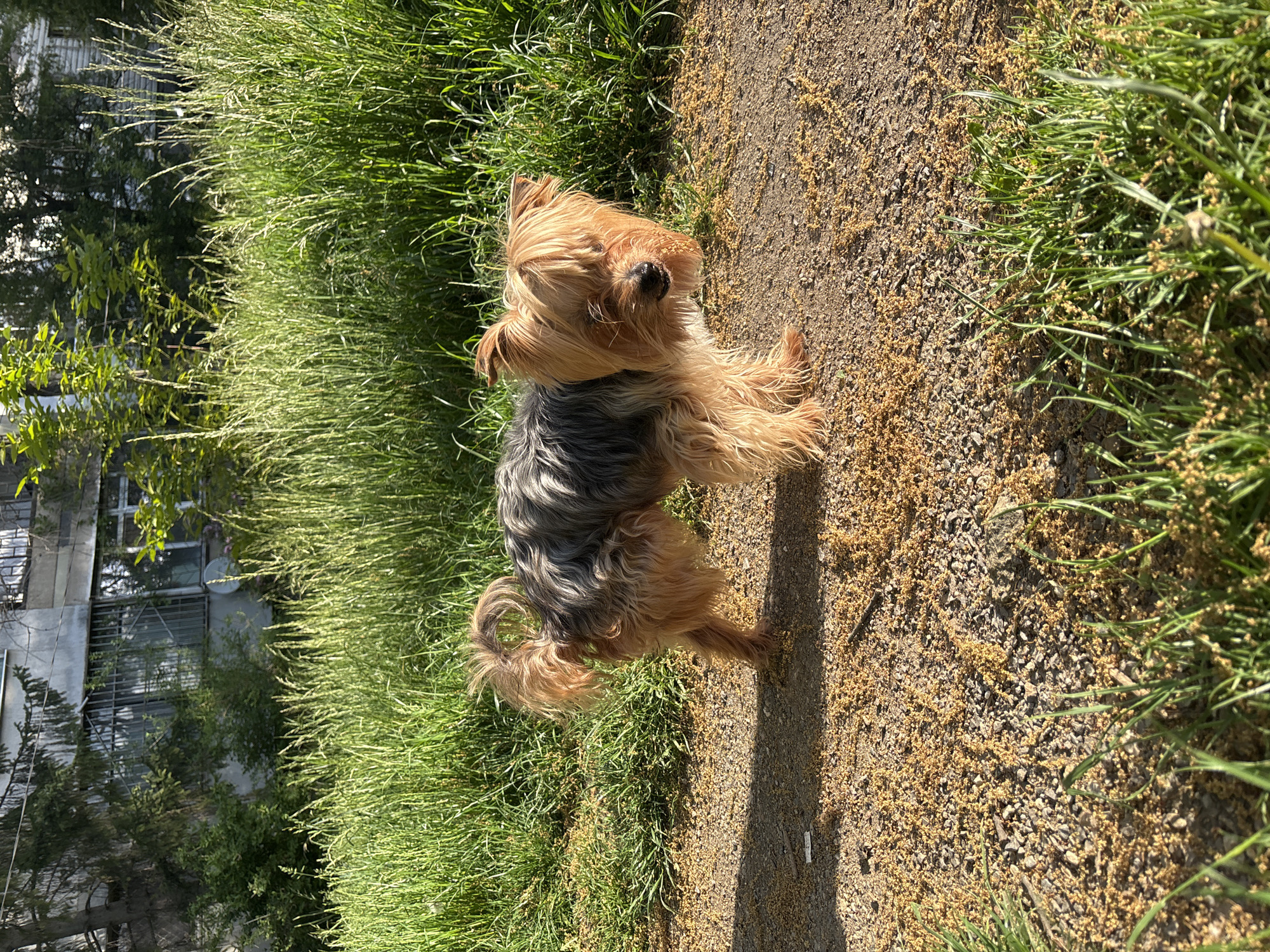 A small, brown and gray Yorkshire terrier dog stands on a dirt path with green grass on either side. The dog is facing the viewer with its front paw raised. The background includes a building and trees, suggesting an urban environment. The location is Sofia, Bulgaria.