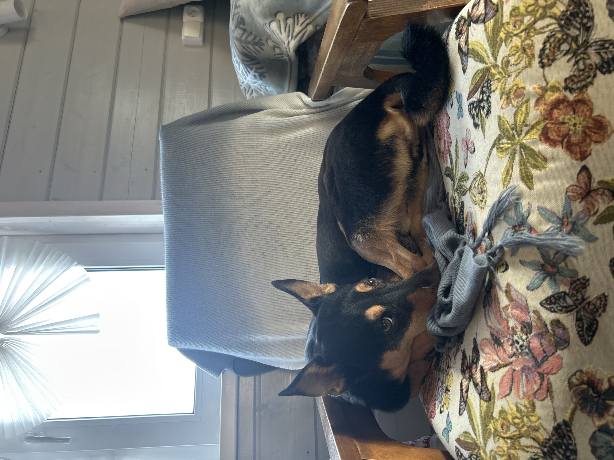 A dog is lying on a floral patterned chair. The dog is mostly black with brown markings around its face and legs. A grey scarf is near the dog's head on the chair. A grey blanket is draped over the back of the chair. A window with a white pleated shade is visible in the background. The walls appear to be paneled with light-colored wood. A white electrical outlet is mounted on the wall near the top of the frame. There is no evidence of this image being taken in the city of Bashur, Russia.