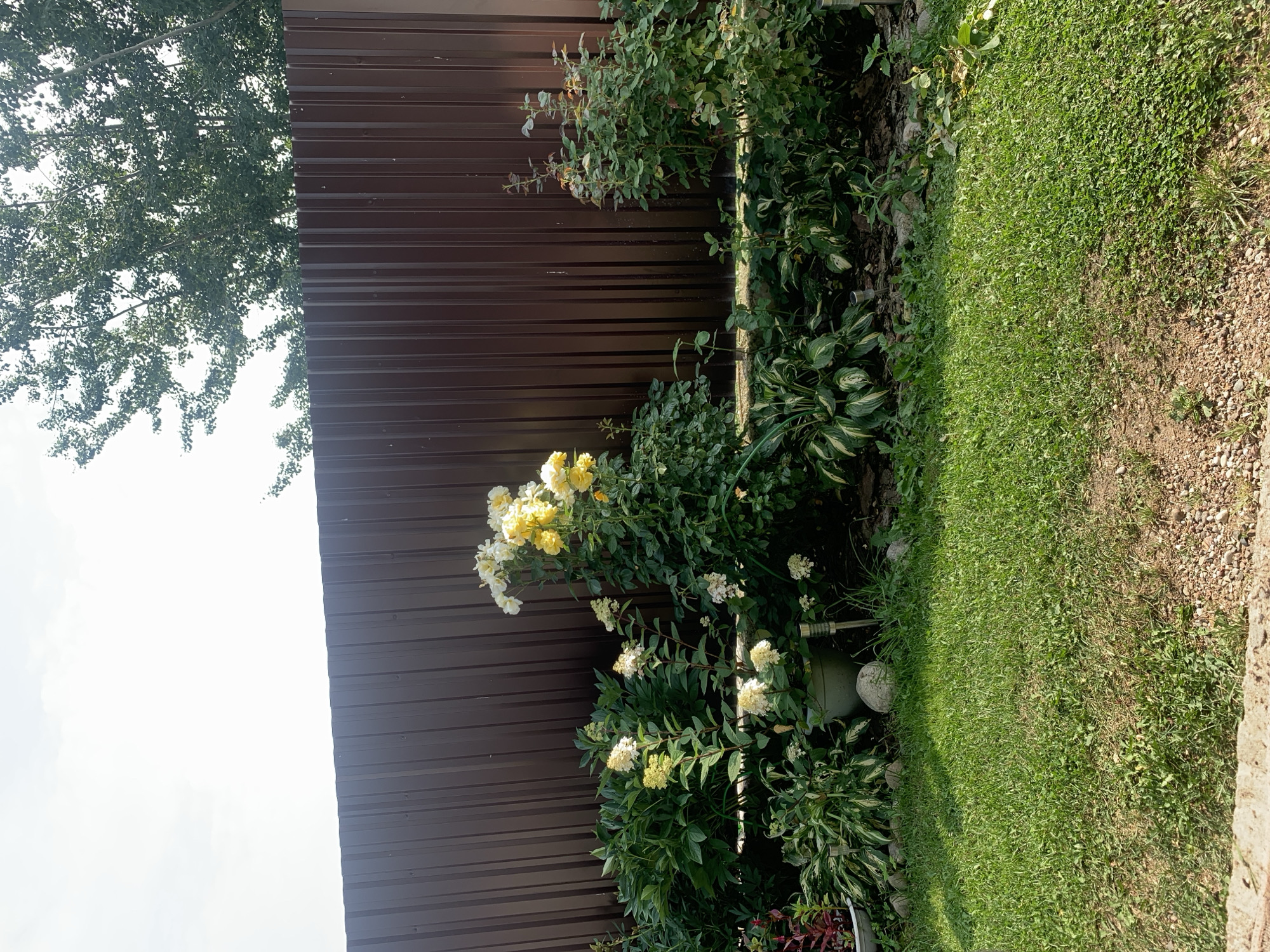 This is an outdoor, eye-level, medium shot photograph of a backyard garden in Minsk, Belarus, on a bright, sunny day. A dark brown, corrugated metal fence runs horizontally across the background, with the top portion of a leafy green tree visible above it on the right. In front of the fence, a variety of plants and flowers are arranged, including several large bushes with dark green leaves, a cluster of pale yellow and white flowers, and a tall rose bush with yellow blooms. There is also a grey planter pot, a light-colored stone, and some small garden lights visible among the foliage. The foreground consists of a lush green lawn with some patches of gravel and dirt. The lighting suggests it is daytime, with the sun casting shadows.