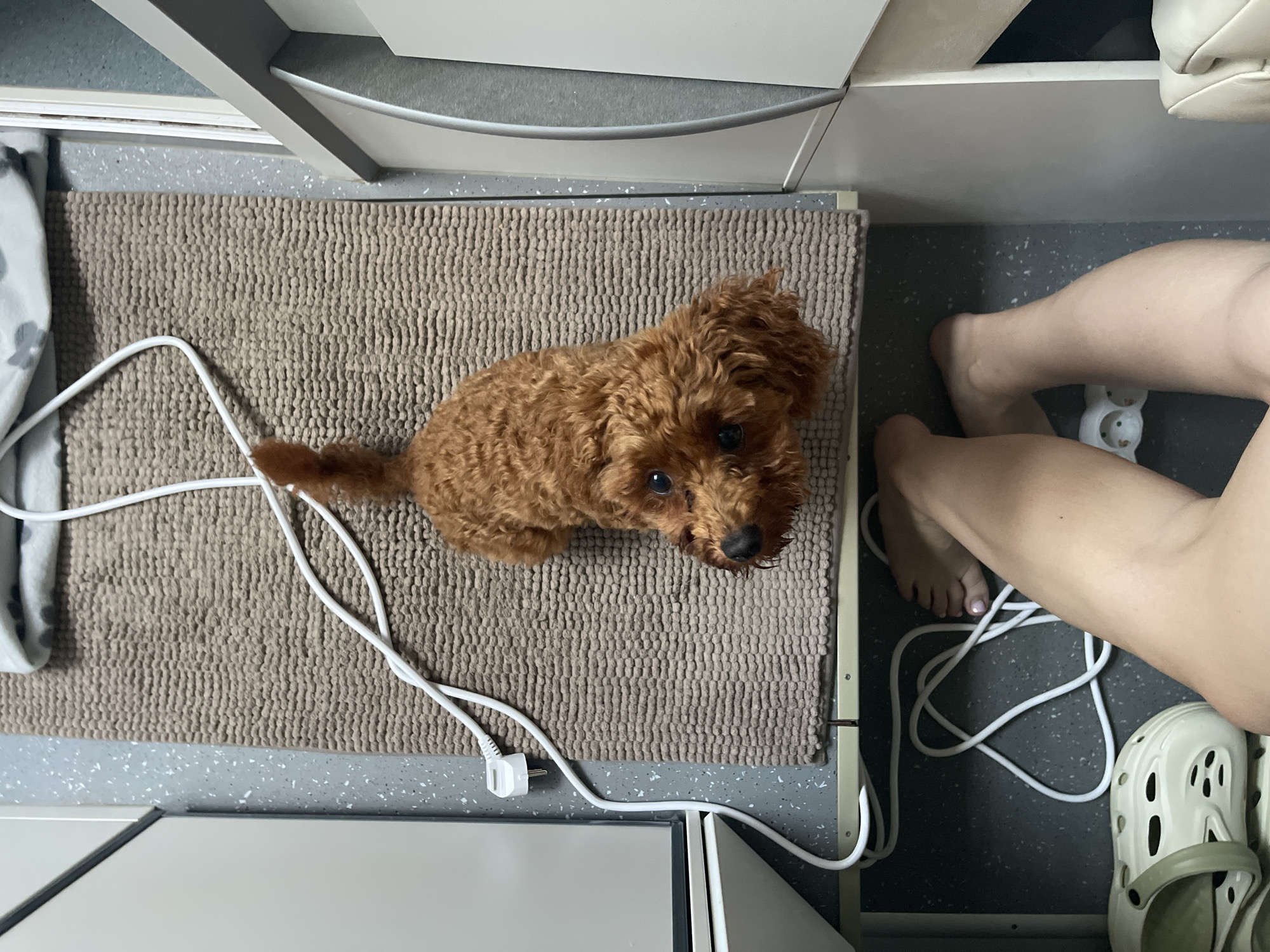 An overhead view captures a domestic scene in Koprinka, Bulgaria. A small, reddish-brown, curly-haired dog lies centrally on a light brown, rectangular, textured mat. The dog is positioned with its head tilted upwards, gazing towards the camera, revealing its dark eyes and black nose. Its tail is partially visible and curled.
To the left of the mat, a segment of a white appliance or cabinet with a dark horizontal trim is visible. To the right, sections of white and grey cabinetry are present, including a curved silver handle or edge. Above the mat, a grey fabric item with a white pattern is partially observable.
A white electrical cord extends from the top-left, crossing the mat, with a two-pin European-style plug visible near the mat's upper-left edge. The cord continues downwards onto a grey floor with white flecks, forming several loops. Further down, at the bottom of the frame, the bare legs and feet of a person are visible. The person's left foot displays light-colored nail polish. Near the person's feet, a white multi-socket power strip is visible on the floor, connected to the coiled white cord. To the lower-left of the person's feet, a light green, perforated slip-on clog is visible.
