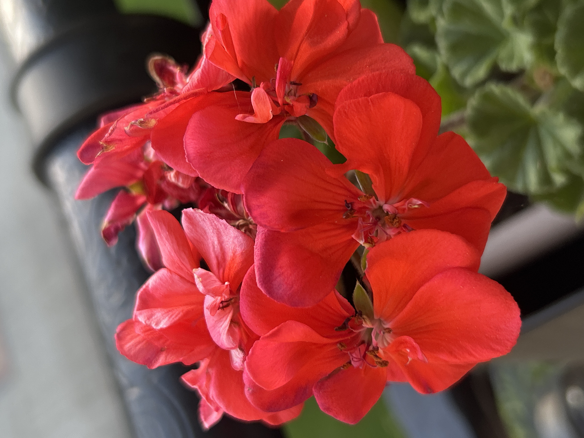 A close-up, slightly tilted photograph captures a cluster of vibrant red-orange flowers, likely geraniums, in full bloom. The flowers dominate the foreground and central part of the image, showcasing their delicate petals and intricate stamen structures. Some petals exhibit slight imperfections or browning at the edges, suggesting natural aging.
In the blurred background, soft green leaves are visible on the right, providing a contrasting color and hinting at lush foliage. A dark, out-of-focus object, possibly a balcony railing or a planter, runs along the upper left and center of the frame. The lighting appears natural and bright, indicative of daytime, possibly with soft sunlight illuminating the petals and creating subtle highlights. The overall atmosphere is one of natural beauty and vibrant color. There is no discernible activity or visible text. The location context for this image is Plovdiv, Bulgaria.