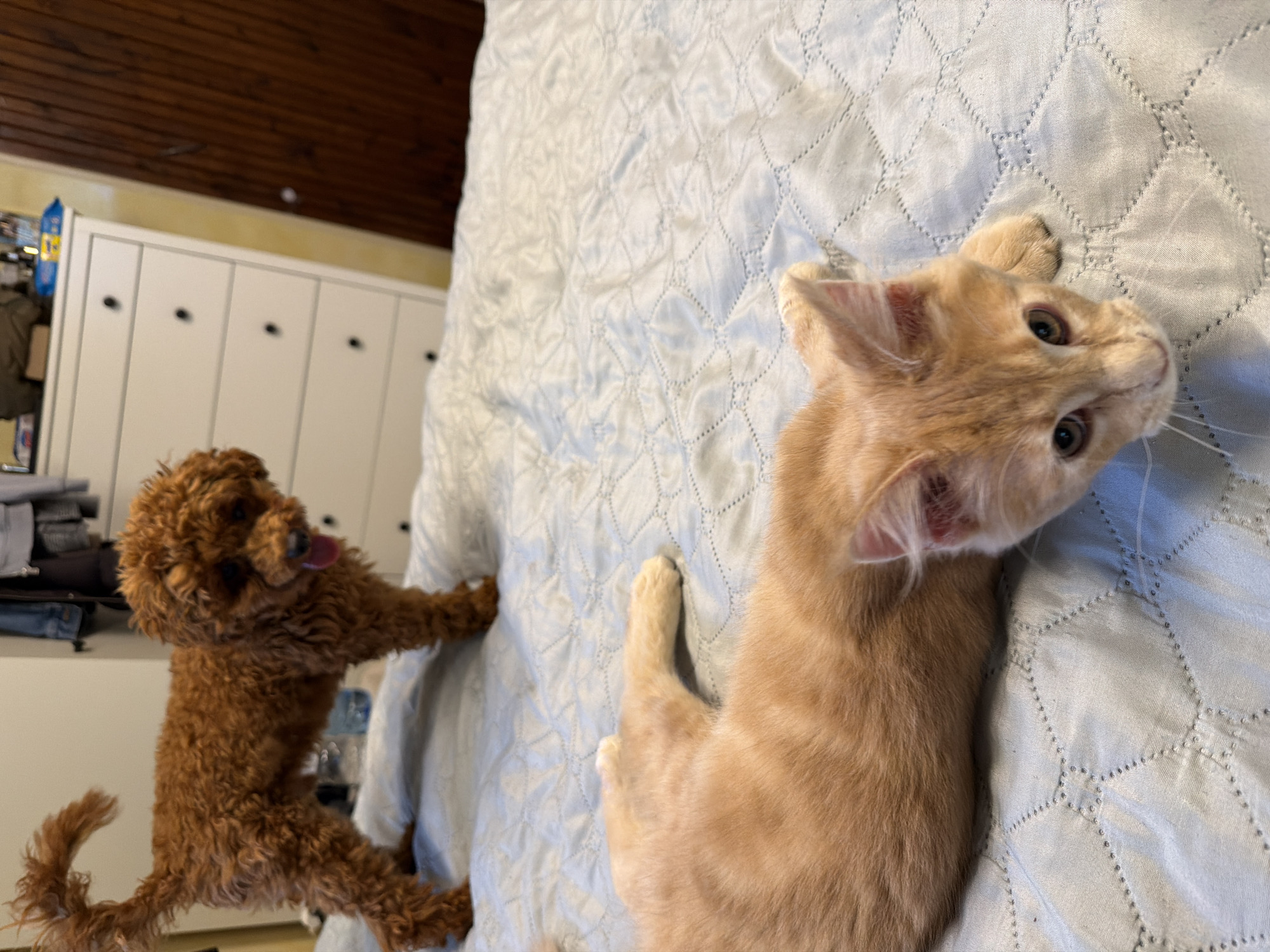 An indoor scene shows an orange tabby kitten lying on a light blue quilted bedspread, facing the camera with its head slightly tilted. In the background, a small, curly-haired brown dog stands on the same bedspread, looking towards the camera with its tongue out. The background also includes a white dresser with several drawers and a dark wooden door.