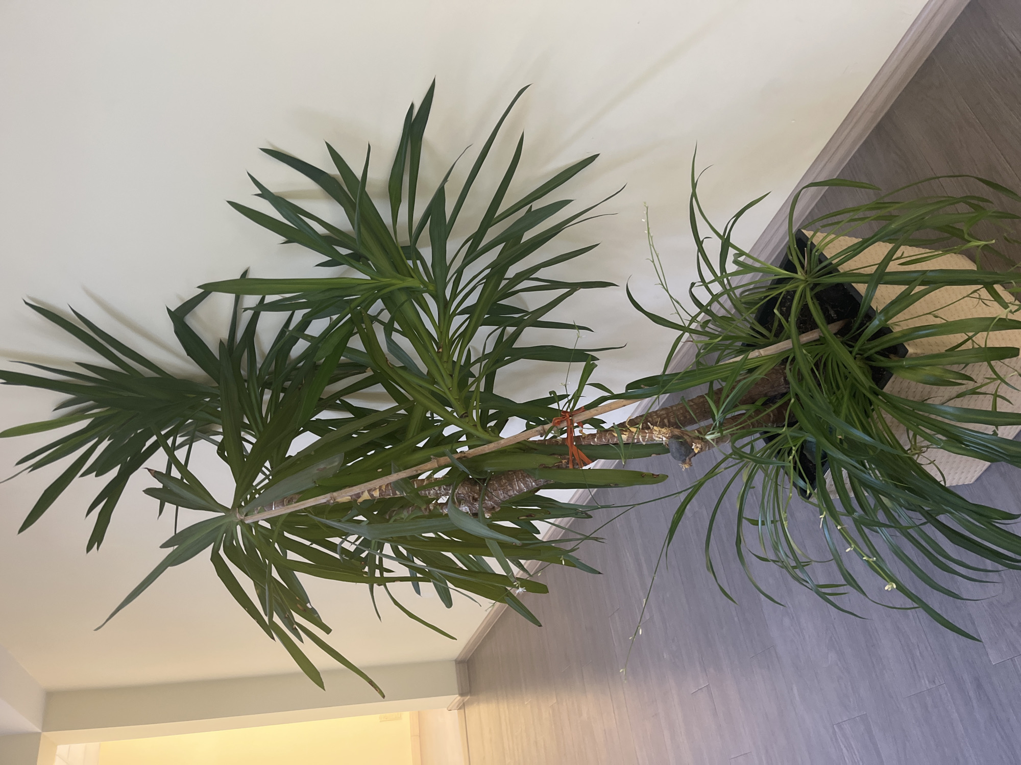 The image shows a tall, potted yucca plant with long, green leaves, standing in a woven planter. The plant is positioned indoors against a plain, cream-colored wall. A thin wooden stake is placed alongside the main stem and tied with an orange string. The floor appears to be a grey laminate or wood material, and a glimpse of a hallway with a yellow wall can be seen in the background. The scene is devoid of any people or animals. The lighting suggests an indoor environment, possibly a residential or commercial space. No specific details are visible that would place this image in Sochi, Russia.