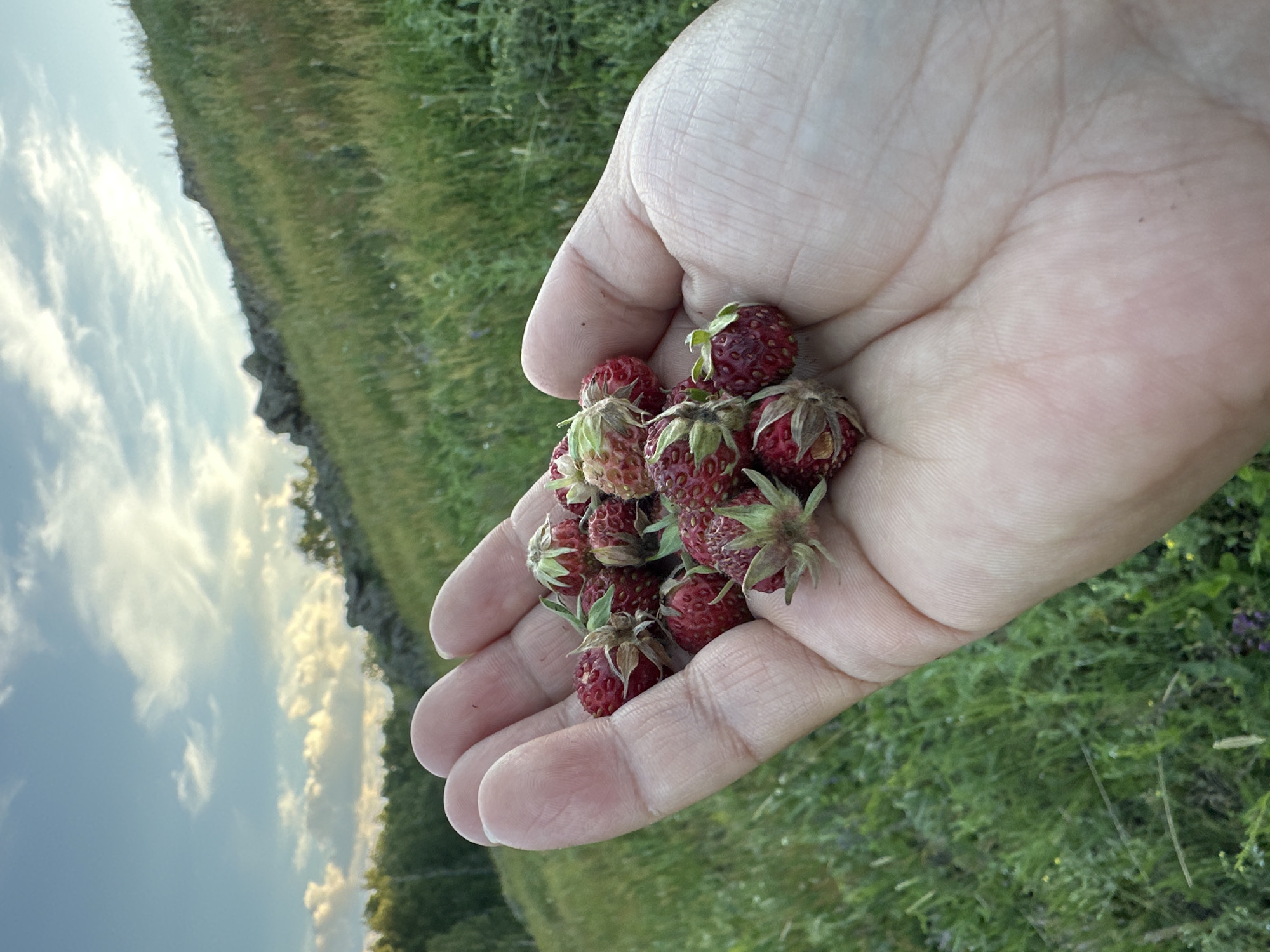 A close-up, over-the-shoulder shot shows a person's left hand holding a small pile of wild strawberries. The hand is open, palm up, with the berries resting in the palm and between the fingers. The strawberries are small, red, and appear ripe, with visible green calyxes. The background is a blurred, natural landscape with a grassy hill sloping upwards. The sky above is blue with scattered white clouds, illuminated by the soft light of what appears to be either sunrise or sunset. The overall impression is one of natural foraging and a peaceful, outdoor setting.