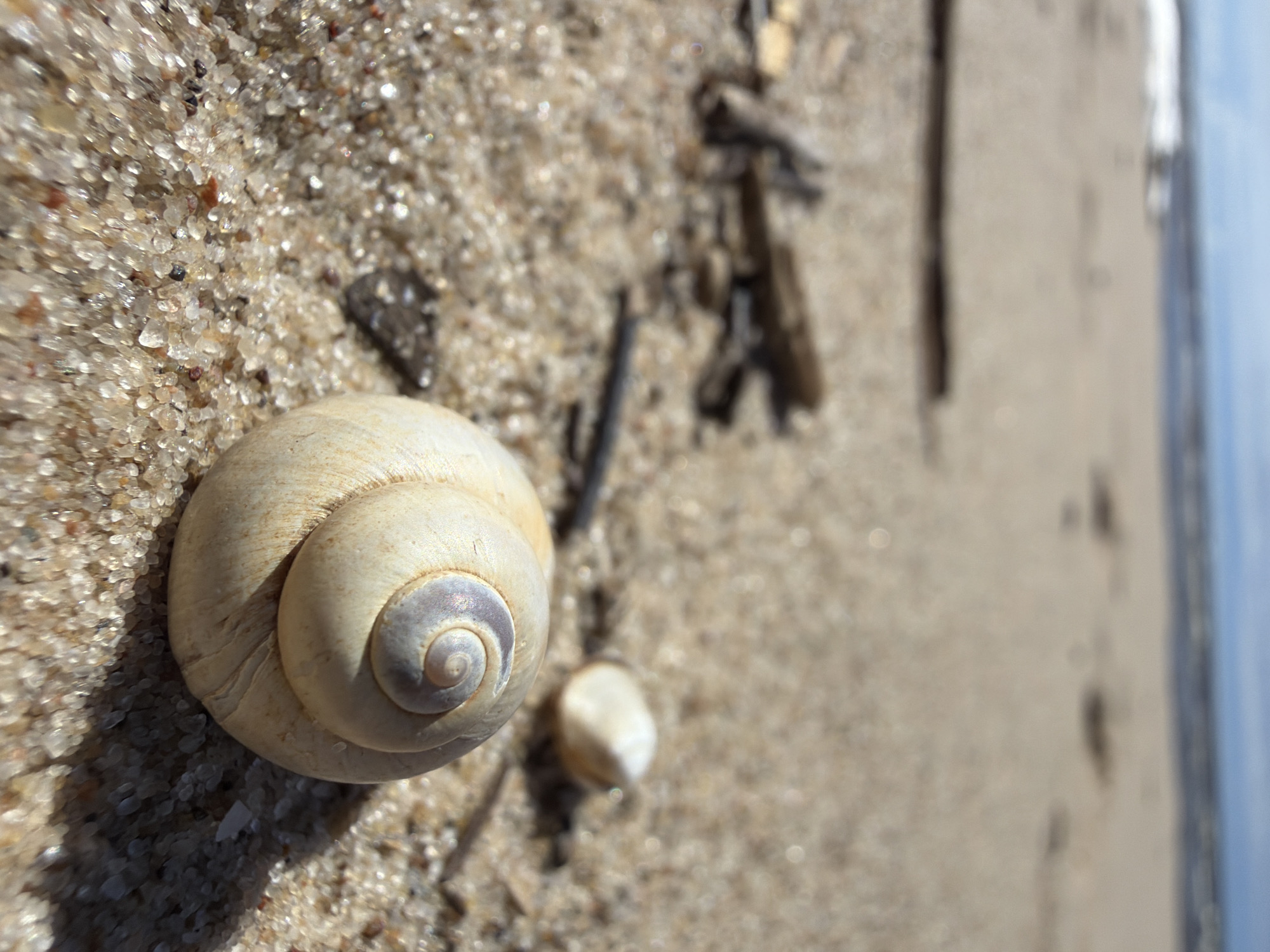 A close-up, low-angle shot captures a snail shell resting on a sandy beach. The shell is a pale, creamy color with subtle spiral markings. In the background, out of focus, is the ocean with a blue sky above. The sand is a light brown, with visible grains and small pebbles. Several pieces of driftwood are scattered across the beach. The overall scene is calm and natural, suggesting a peaceful coastal environment. The location is the Gauja National Park on the coast of Latvia.