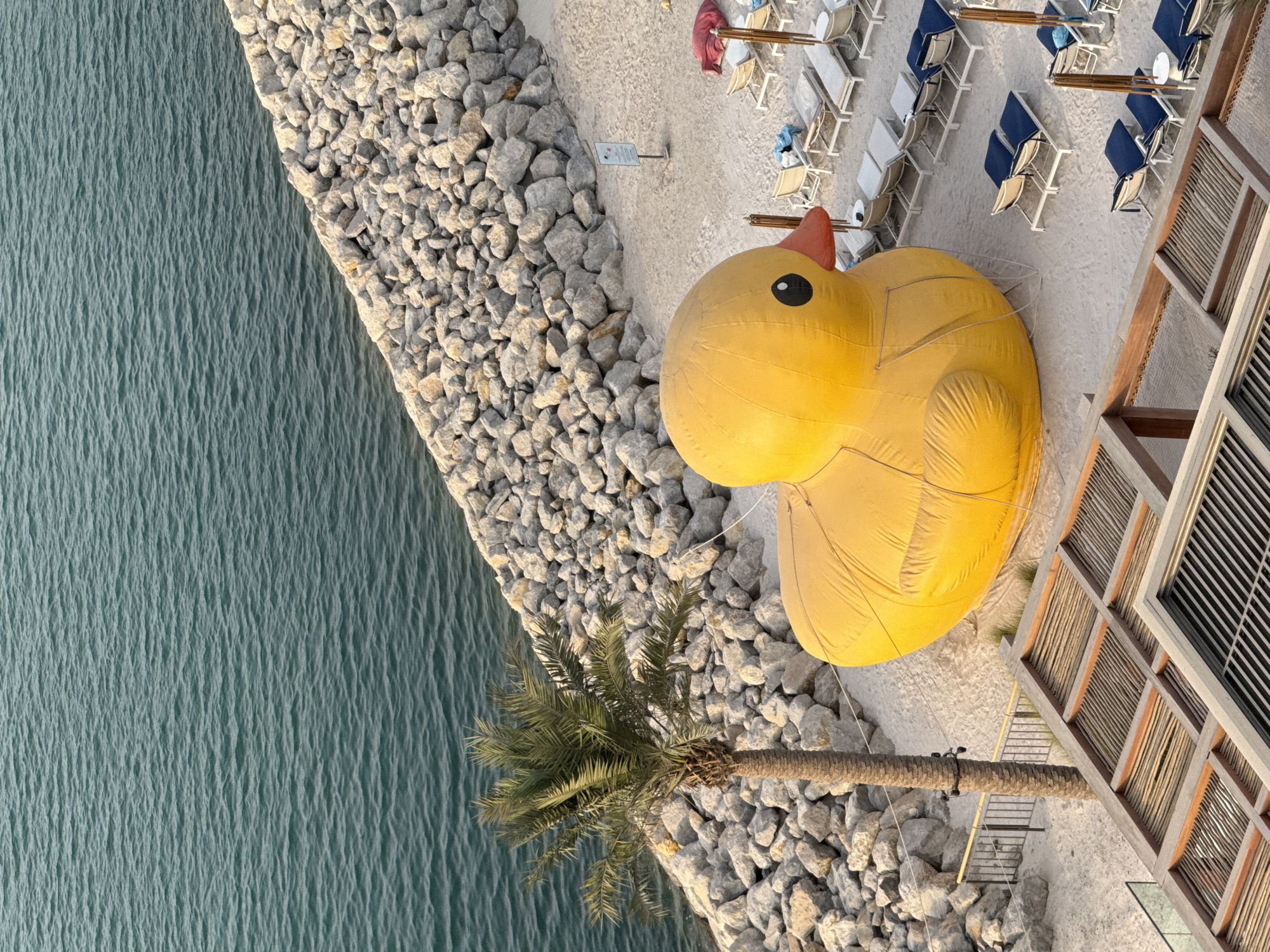 An aerial view shows a beach scene in Ras Al-Khaimah, United Arab Emirates, dominated by a giant, inflated yellow rubber duck. The duck is positioned on a sandy beach, with its body filling a significant portion of the foreground. Beyond the duck, the beach is lined with rows of empty lounge chairs and umbrellas, suggesting a resort or public beach area. A stone embankment, composed of large, grey rocks, separates the beach from a body of calm, teal-colored water. A single palm tree stands to the left of the duck, its fronds reaching towards the sky. In the lower right corner, a portion of a building with a wooden roof structure is visible. The lighting suggests it is daytime, with the sun casting subtle shadows. No people are present in the frame.