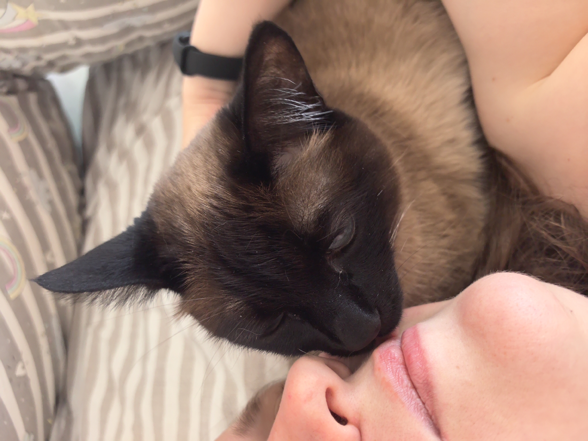 A close-up shot reveals a Siamese cat nestled against a person's face. The cat's head and part of its body are visible, featuring a dark brown mask on the face and lighter brown fur on the body. The person's nose and lips are in contact with the cat, suggesting affection or comfort. The background shows striped bedding and a black smartwatch. The location of the image, Фролы, Russia, is not discernible within the visual content of this image.