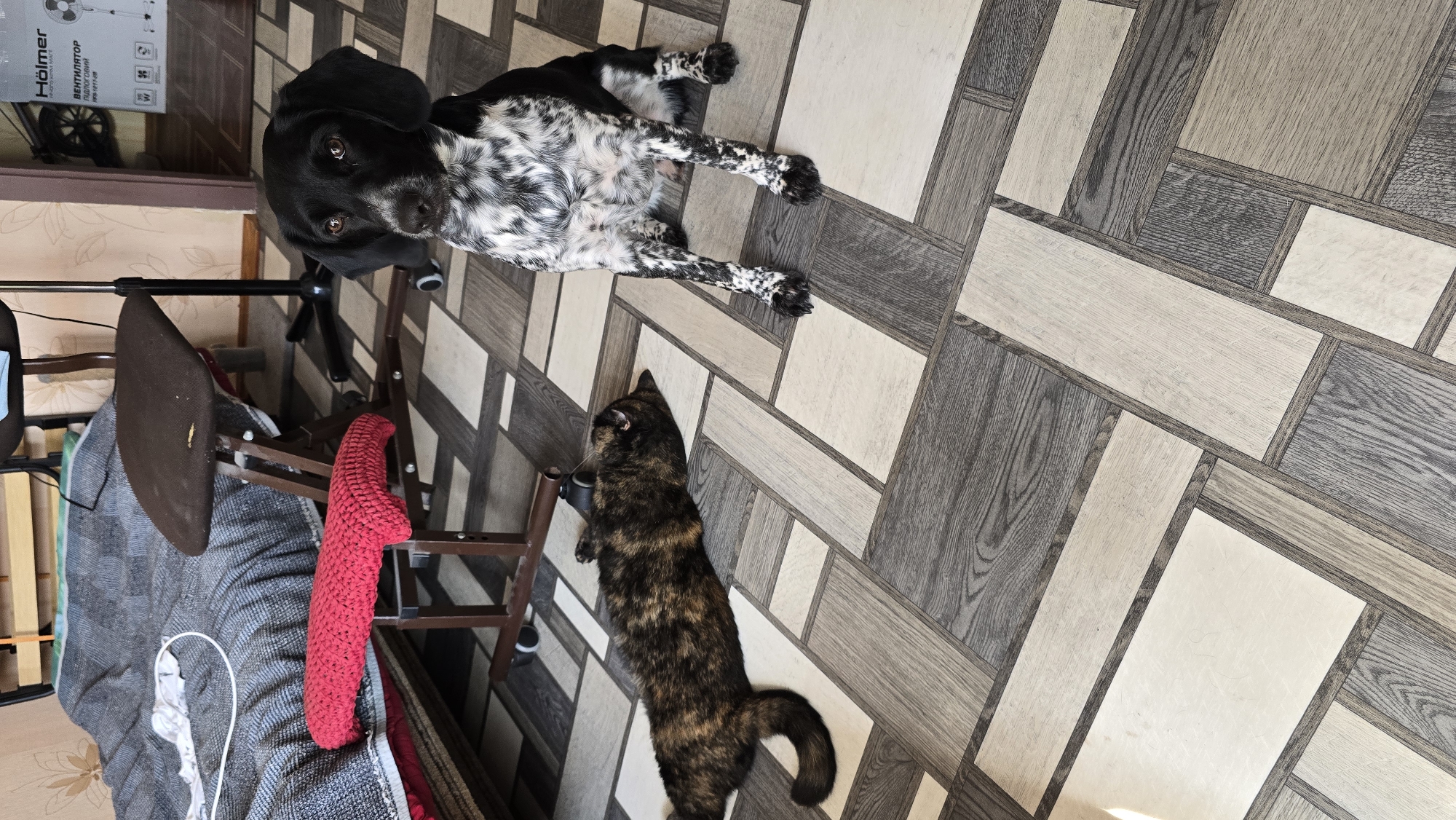 A black and white spotted dog sits on a wood-patterned floor, facing the camera. To its left, a brindle-colored cat lies on its side, also on the floor. In the background, a bed with a grey blanket and a red cushion on a rolling chair are visible. A partial view of a fan box with Russian text is also present. The scene appears to be indoors in a residential setting, likely in Novohuivynske, Ukraine, given the context.