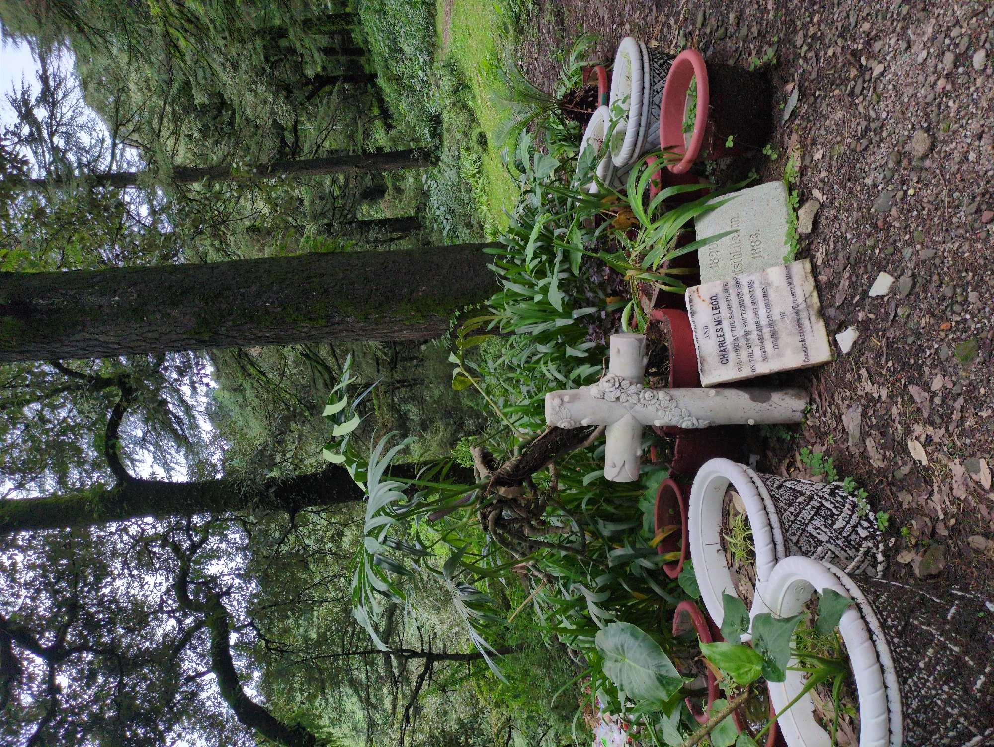 The image depicts a grave in a forested area, likely in Dharamkot, India. A white cross, adorned with floral carvings, stands beside a tombstone. The tombstone bears the inscription "CHARLES MC LEOD, WHO DIED AT THE SAME PLACE ON THE 27TH OF SEPTEMBER 1863 AGED 4 YEARS AND 7 MONTHS. THE BELOVED CHILDREN OF CHARLES ALEXANDER AND ELIZABETH MC LEOD." Another stone fragment next to it contains dates, including "1830", "1883", and the word "Kschiladan". Surrounding the grave are several potted plants, including large-leafed plants and smaller ferns, arranged around the base of the cross and tombstone. The scene is set on a dirt path, with the dense green foliage of trees and undergrowth forming the background.