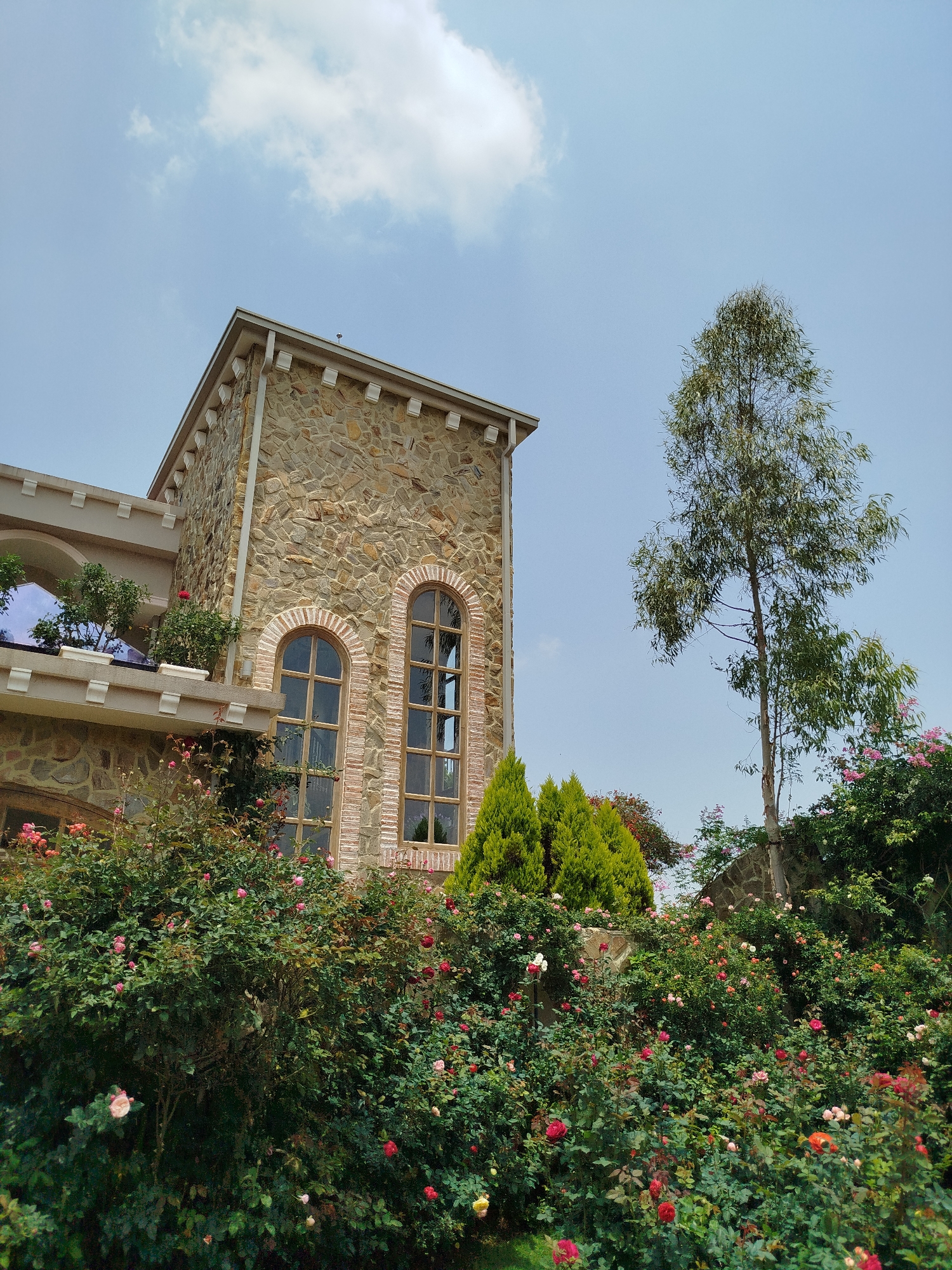 The image presents a picturesque outdoor scene, likely a garden surrounding a distinctive stone building, set against a bright blue sky.
The central subject is a multi-story building constructed with irregular-shaped light brown and gray stones, giving it a rustic yet elegant appearance. Its architectural style suggests European or castle-like influences, featuring prominent arched windows with wooden frames and decorative red brick outlines. A balcony on one side is adorned with white balusters and small potted green plants, some with red flowers. The roofline of the building features decorative white corbels, and a white gutter runs along the eaves.
The foreground and midground are abundant with lush vegetation. Densely packed rose bushes, displaying various shades of pink, red, and yellow blooms, dominate the lower half of the image, creating a vibrant floral display. Behind these roses, dark green coniferous trees with conical shapes add depth to the foliage. To the right, a tall, slender tree with sparse, wispy green leaves stands prominently against the sky. Other flowering plants and greenery are visible on the building's balcony and extending into the background, suggesting a rich garden landscape. A stone wall can be partially seen amidst the dense greenery on the right.
The sky is a clear, bright blue with a few scattered white cumulus clouds, indicating a sunny and pleasant day. There are no people visible, and no specific activities are taking place, creating a serene and tranquil atmosphere. No visible text is present in the image. The scene is located in Lang Biang - Đà Lạt, Vietnam.