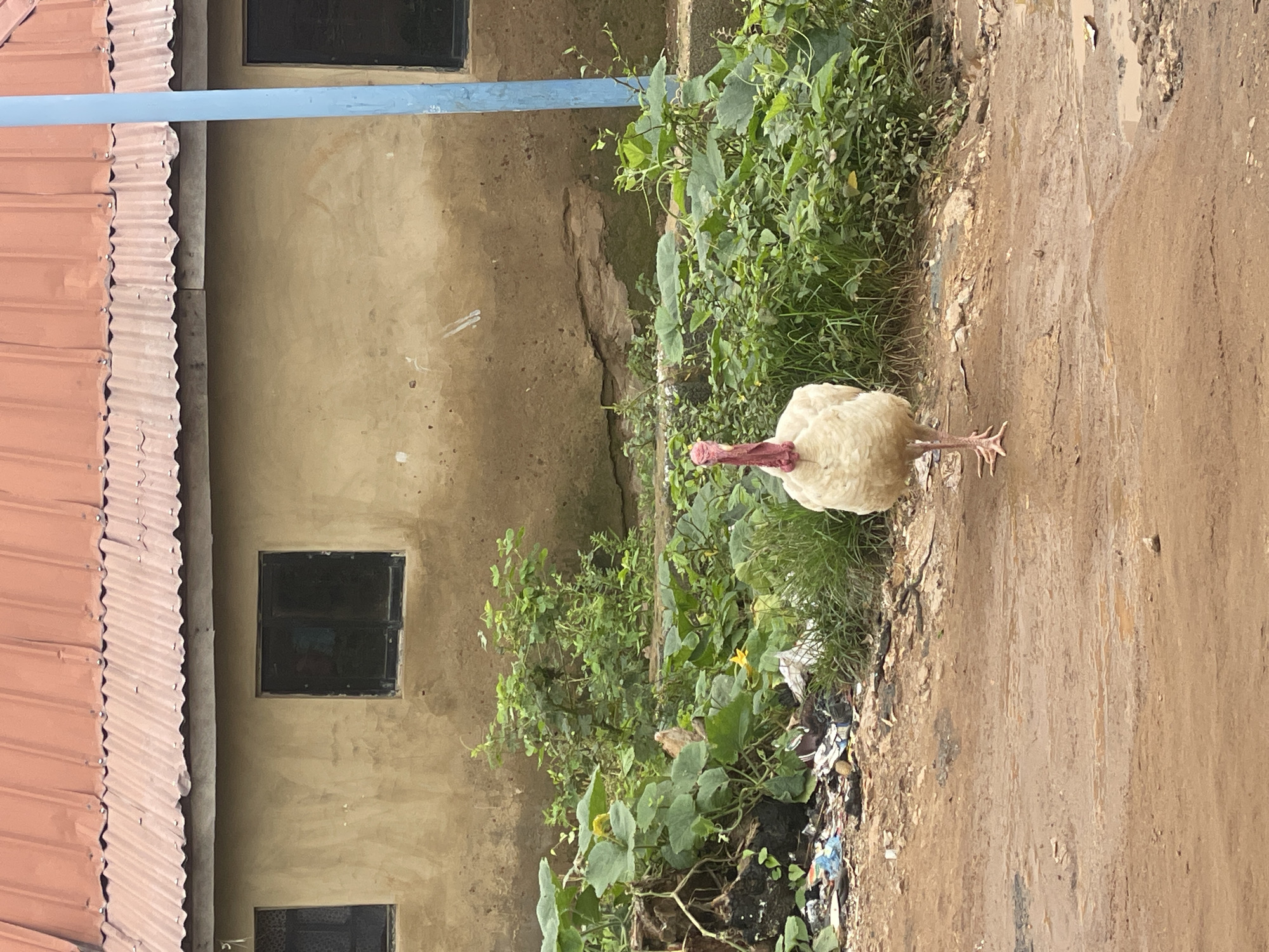 A white turkey with a red neck stands on a dirt path in front of a weathered building in Kurunduma, Nigeria. The building has a corrugated red metal roof and a tan-colored plastered wall with visible cracks and patches. Two dark-paned windows are visible on the building's facade, and a bright blue pole stands to the right. Lush green vegetation, including large-leafed plants and smaller bushes, grows behind the turkey and along the side of the building. Debris, including plastic bags and paper, is scattered on the ground to the left of the turkey and in the overgrown vegetation. The dirt path is damp and shows signs of recent rainfall with puddles of water present. The turkey is facing the camera, its head held high, and its feet are visible on the muddy ground.