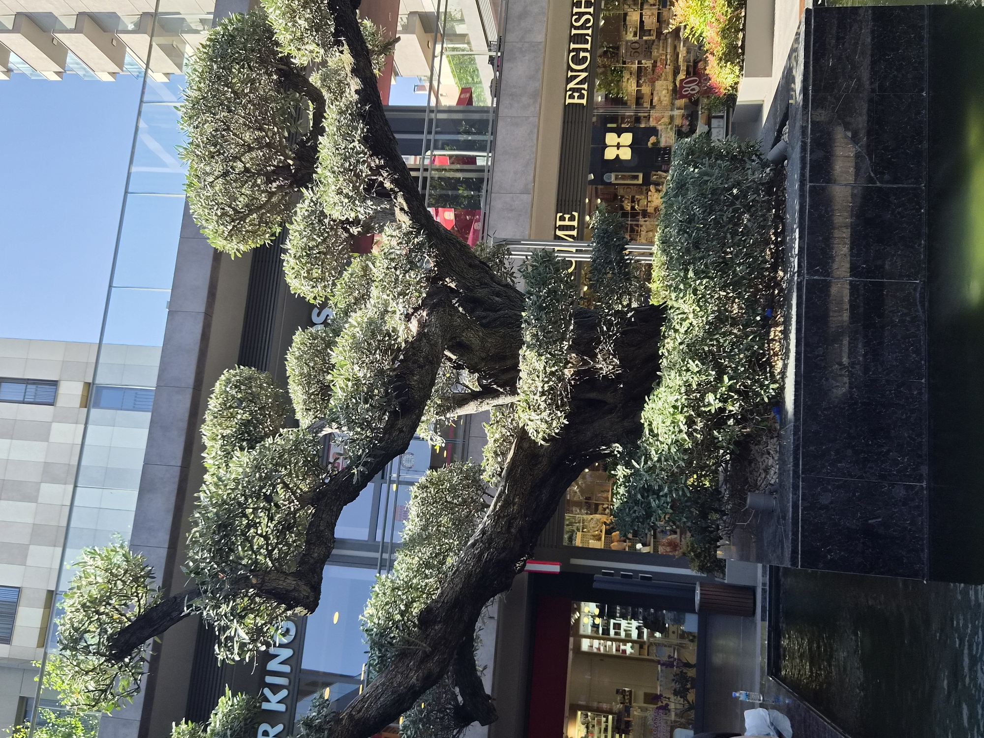 An outdoor view of a sculpted tree with a dark, rough trunk and many branches covered in dense green foliage is in the foreground. The tree is centered in front of a modern building complex with multiple levels and a blue sky above. The building has large windows and balconies, and glass railings are visible on some levels. Signs for "R KINGS" and "ENGLISH HOME" are visible on the building's facade. A black marble planter contains the tree, and a dark water feature or pool is in front of the planter. The scene appears to be a public area within a city, possibly a commercial district, with shops visible behind the tree and foliage. The image was taken in Maltepe, Turkey.