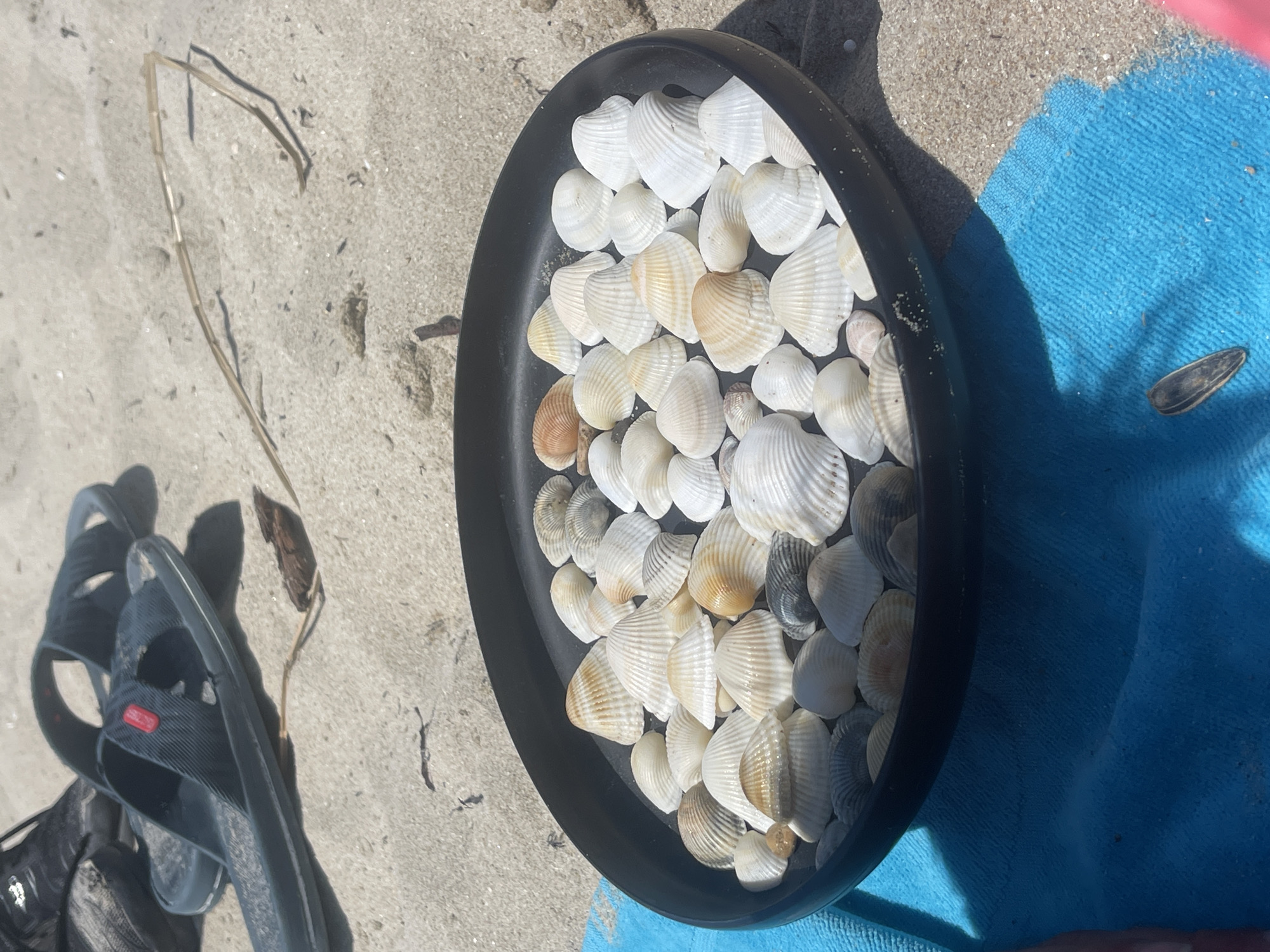 The image depicts a collection of seashells arranged in a black circular container on a sandy beach. The container is partially covered by a bright blue towel. In the background, a pair of dark blue flip-flops are visible on the sand. A dry twig lies near the flip-flops. The scene appears to be located in Kranevo, Bulgaria, a seaside resort known for its beaches. The lighting suggests it is daytime, possibly late morning or early afternoon, with sunlight casting shadows on the sand. The overall atmosphere is relaxed and evokes a sense of a beachside activity.