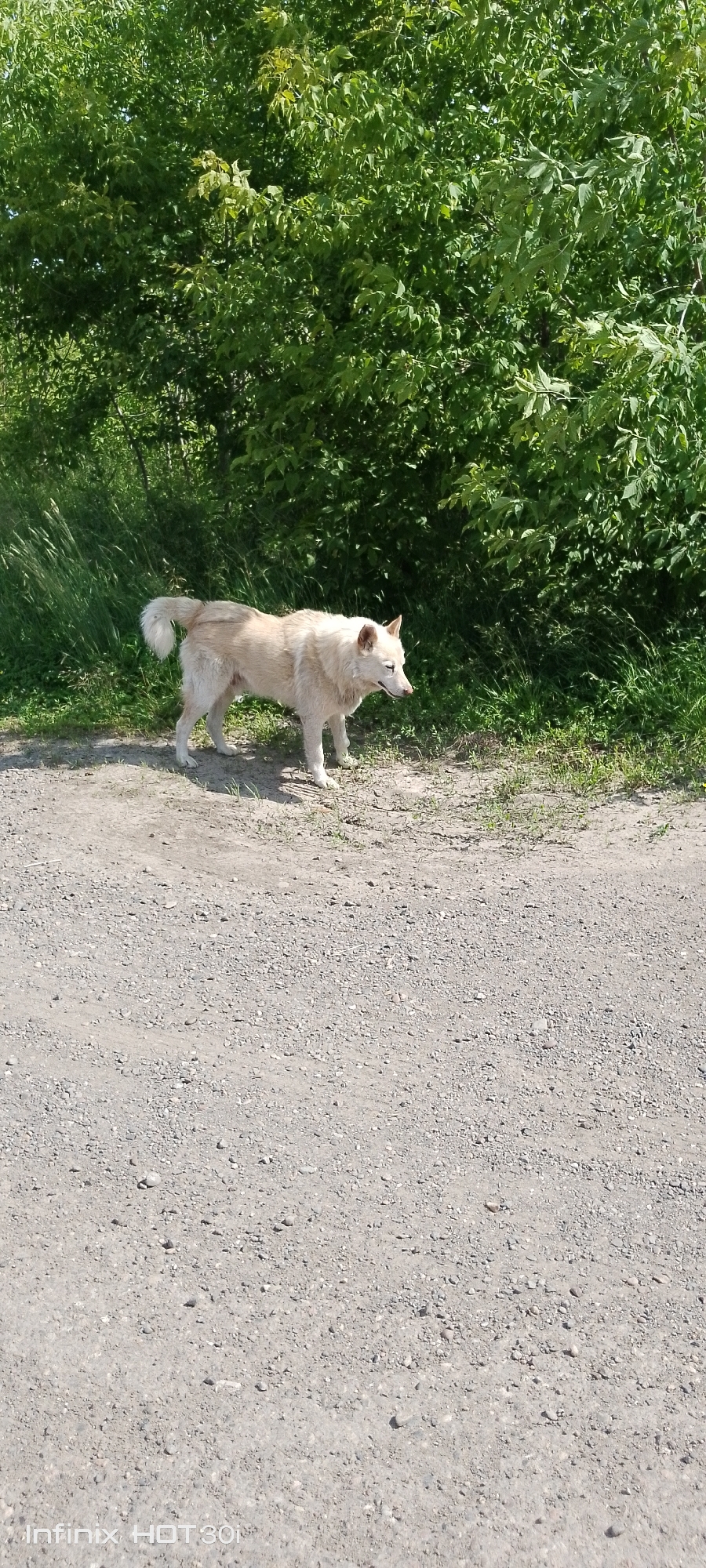 A light-colored dog with prick ears and a bushy tail stands on a gravel road next to a dense green foliage of trees and grass. The dog is facing right, with its head lowered. The sun is shining, casting a shadow to the left of the dog. The scene appears to be an outdoor, rural setting. The location in the city of Kedrovy, Russia is not discernible from the visual information provided in the image.
