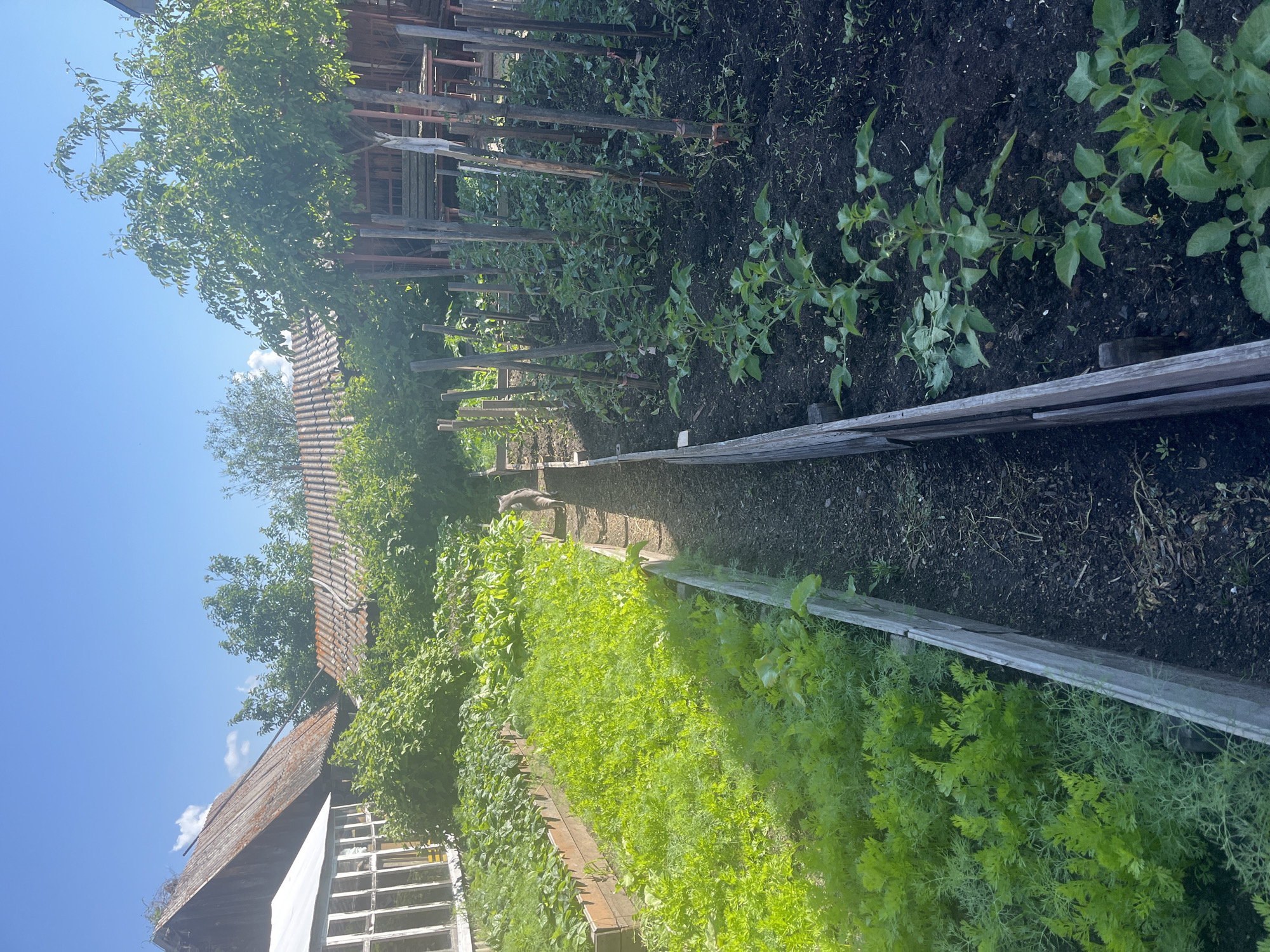 This is a medium shot, outdoor, vertical, natural light photograph of a vegetable garden. The garden consists of two raised beds running parallel to each other, separated by a dirt path. The bed on the left is filled with vibrant green, leafy vegetables, possibly carrots or dill, with their feathery tops reaching high. The bed on the right contains young plants, likely tomatoes, staked with wooden poles and tied with twine. The soil in this bed appears dark and rich.
In the background, to the left of the garden, a rustic wooden building with a white-covered section and an aging, moss-covered roof is visible. Further back, more greenery and a red-tiled roof of another building peek through. To the right of the garden, another wooden structure with a rough-hewn roof and a bench is partially obscured by a tree with dense green foliage. A grey cat is walking away from the camera on the dirt path between the two raised beds, heading towards the background. The sky is clear and blue, suggesting a sunny day. The overall scene depicts a well-tended, productive garden in a rural or semi-rural setting.