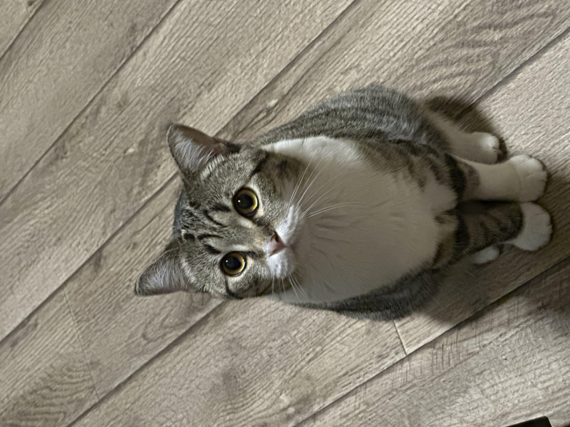 A gray and white tabby cat lies on a light brown wood floor with a slightly diagonal orientation, looking directly at the camera with golden eyes. The cat's fur pattern includes gray stripes and a white chest. The location cannot be determined from the image.