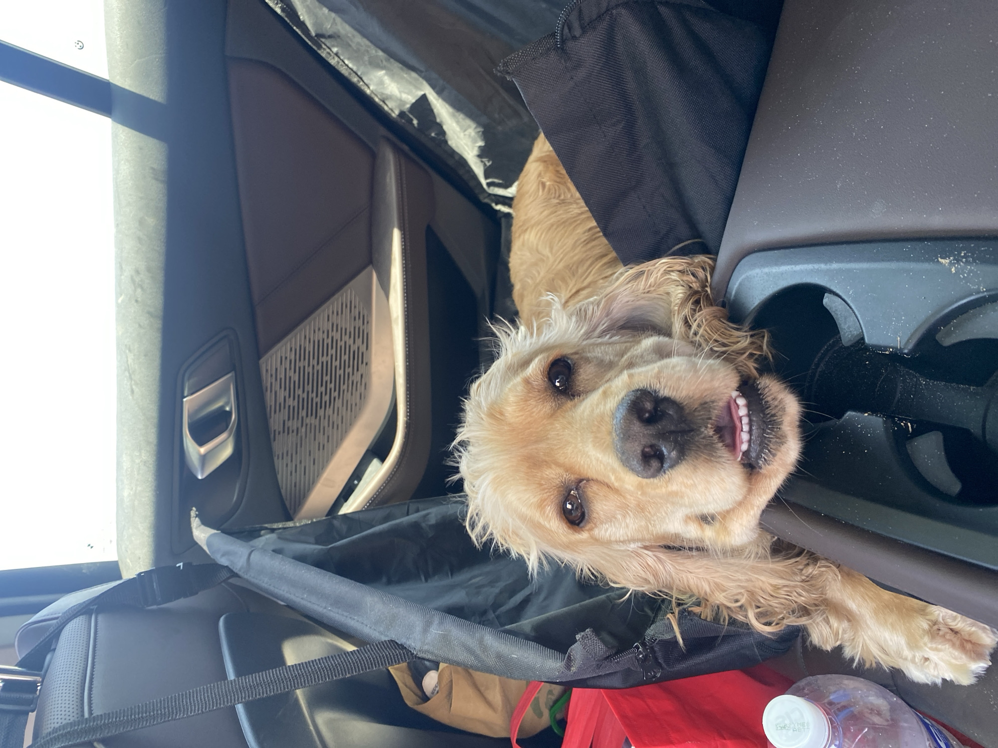 A tan-colored Cocker Spaniel dog is upside down in the front passenger seat of a car. The car's interior is tan and black. A black dog car seat cover is being used in the front seat. The dog is positioned with its head near the center console cupholders, and its front paws are resting beside the cupholders. The dog is smiling and looking directly at the camera. A water bottle and a red tote bag are visible in the foreground near the dog seat. The car appears to be parked, as the door window and door handle are visible in the background. Location cannot be determined from the image.