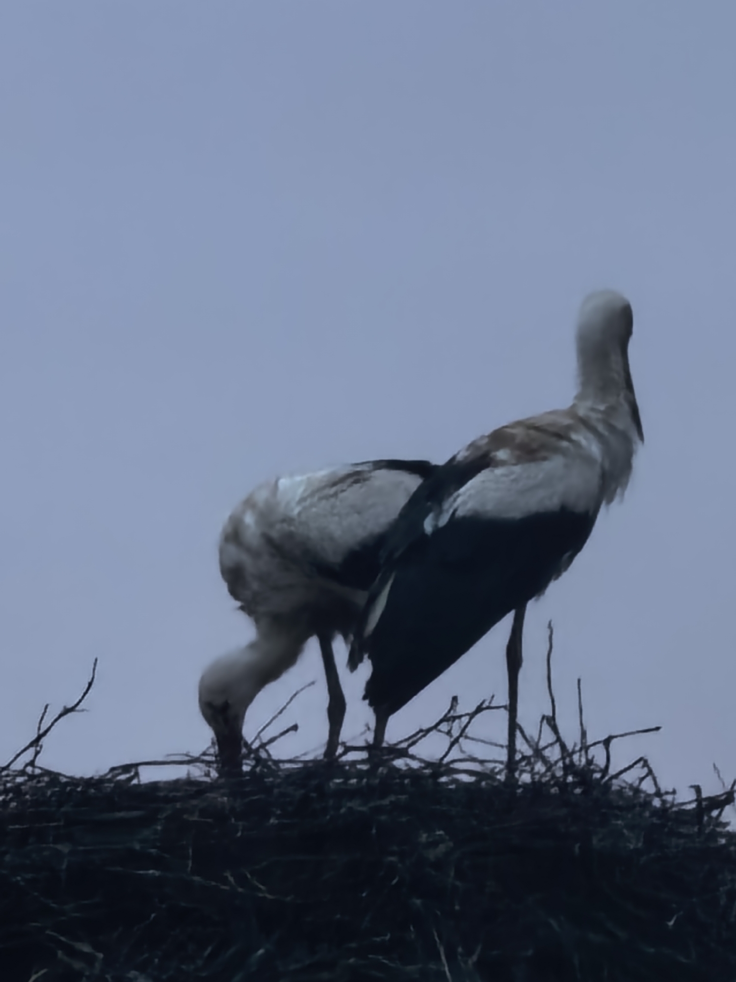 Two large, long-legged birds, likely storks, are seen in an elevated nest made of sticks and branches against a muted blue-grey sky. The time of day appears to be either overcast, dawn, or dusk, indicated by the soft, diffused lighting and uniform sky color.
One bird stands upright on the right side of the frame, facing away from the viewer. It has mostly white plumage with darker, possibly black or dark brown, primary feathers on its wings and back. Its long neck and head are a lighter grey or white.
The second bird is positioned to the left of the first and is bent significantly at the neck, with its head down into the nest. Its body appears to be mostly white or light grey, with some darker markings on its back and wings, similar to the other bird. This posture suggests it is either tending to young, foraging for food within the nest, or arranging nest materials.
The nest itself fills the lower portion of the image, appearing as a dense, dark mass of intertwined branches and twigs. No specific location cues or text are visible in the image. The scene captures a quiet moment of avian life on the nest.