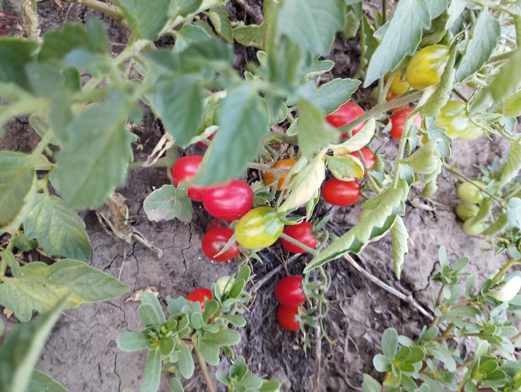 In Vasylivka, Ukraine, a close-up, eye-level shot captures a tomato plant with ripening fruit against a cracked soil background. Several red, cherry-sized tomatoes are visible, some partially obscured by green leaves. A few unripe, greenish-yellow tomatoes are also present on the vine, along with what appears to be purslane growing at the base of the plant. The overall scene is of a garden or natural setting.