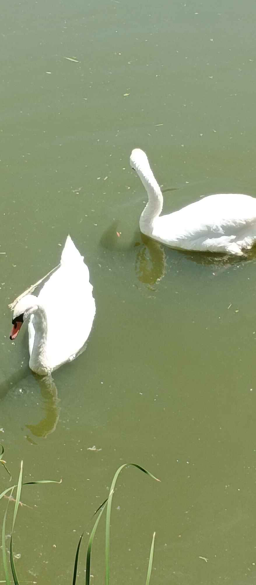 Two white swans are swimming in murky, greenish water. One swan is in the foreground, facing left with its head down, showing a dark beak with a red tip. The other swan is further back and to the right, its head and neck curved gracefully upwards. The water has a slightly disturbed surface with some scattered debris and reflections. Tall green reeds are visible along the bottom edge of the image. The scene appears to be in an outdoor natural setting, possibly a pond or lake in Ternivka, Ukraine.